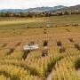 Chatfield Farms Corn Maze(courtesy photo)