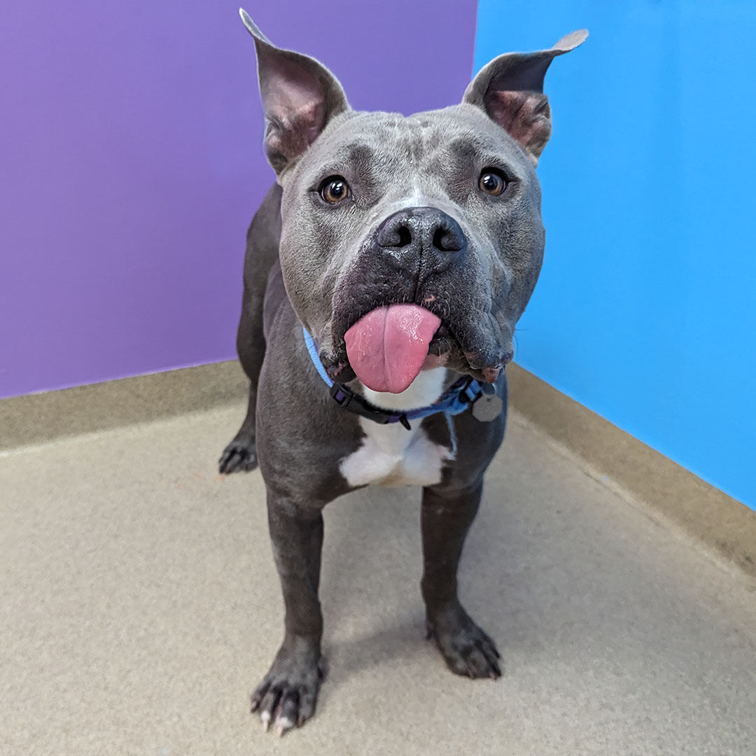 Led Zeppelin, a pitbull, is one of Aurora Animal Shelter's longest stay dogs, meaning they've been in the shelter for over 30 days. The shelter is always looking for volunteers and currently has a need for dog fosters. (Aurora Animal Shelter)