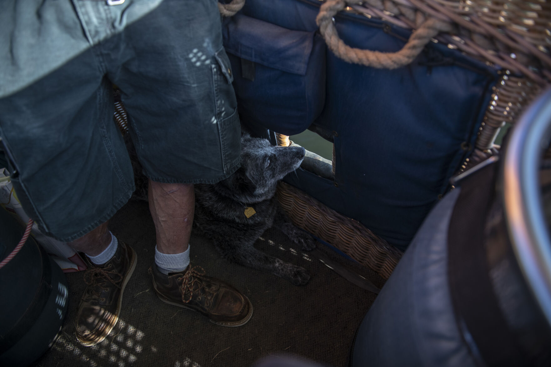 Blue heeler Bandit peeks out of the airborne hot air balloon Synchronicity as it sails over Prospect Lake during the first day of Labor Day Lift Off in Colorado Springs on Saturday, September 2, 2023. Bandit has ridden with Jeff Haliczer for nearly ten years now. (Gabi Broekema)