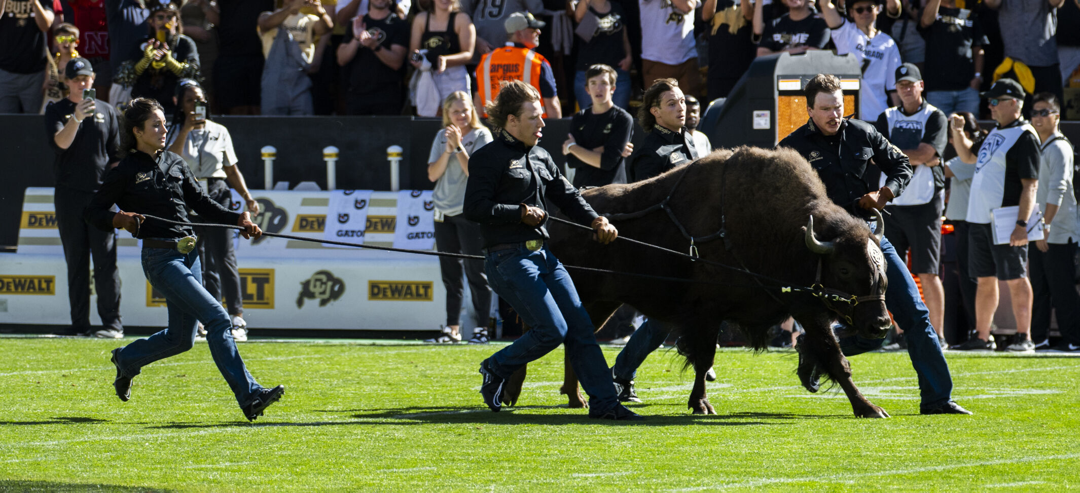 Colorado Buffaloes mascot Ralphie runs onto the field before the start of the Colorado/Nebraska game Saturday, Sept. 9, 2023, at Folsom Field in Boulder, Colo. (The Gazette, Christian Murdock) (Christian Murdock/The Gazette)