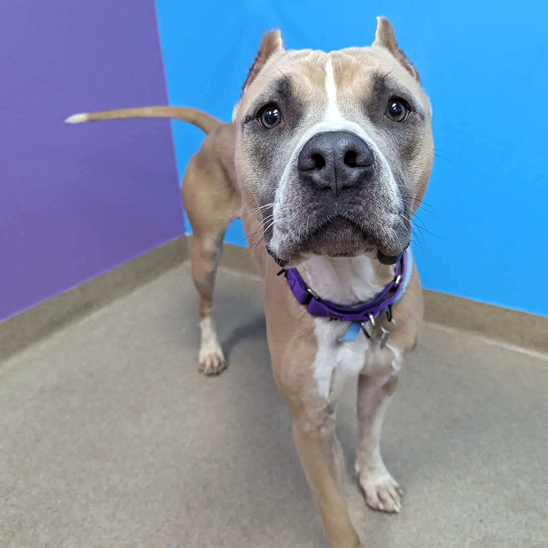 Polo, an American staffy, is one of Aurora Animal Shelter's longest stay dogs, meaning they've been in the shelter for over 30 days. The shelter is always looking for volunteers and currently has a need for dog fosters. (Aurora Animal Shelter)
