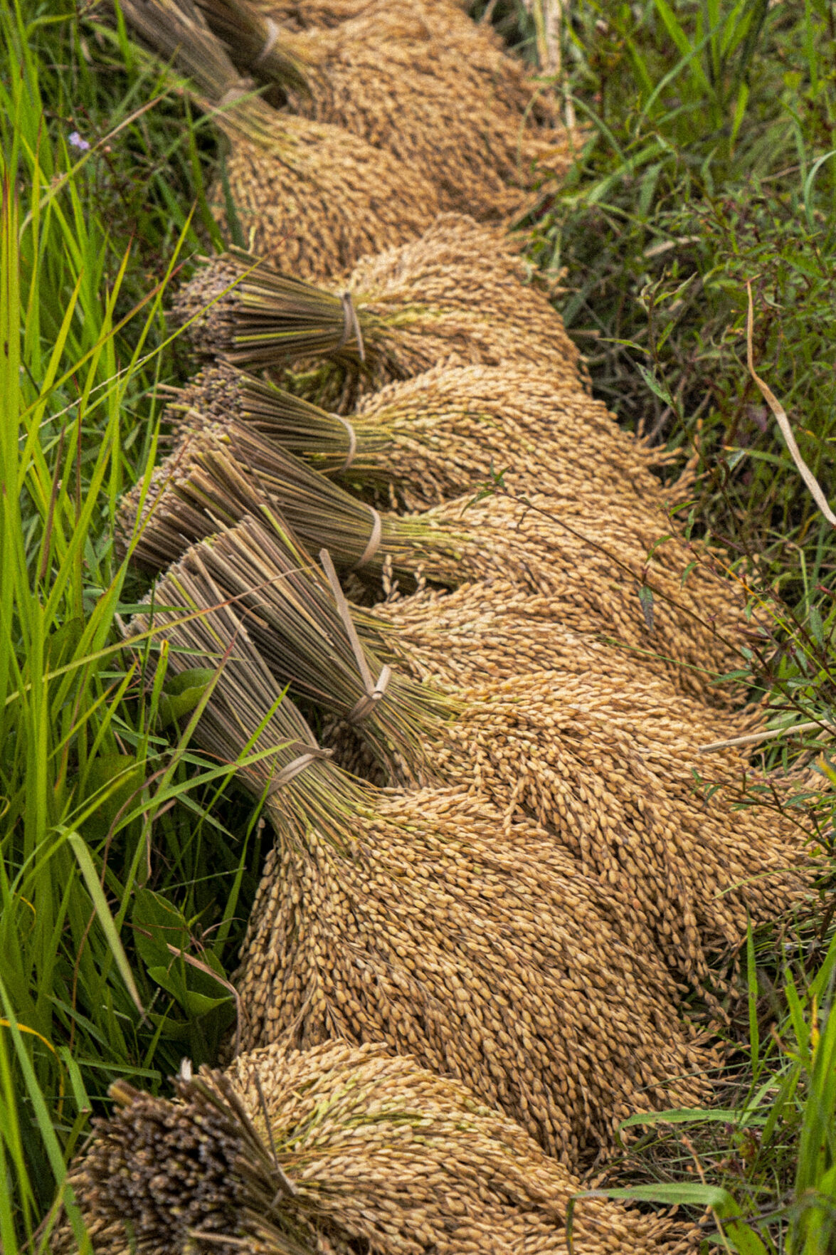 Rice paddies in Buscalan. Photo by Aria Brauchli, Special to The Gazette (Aria Brauchli, Special to The Gazette)
