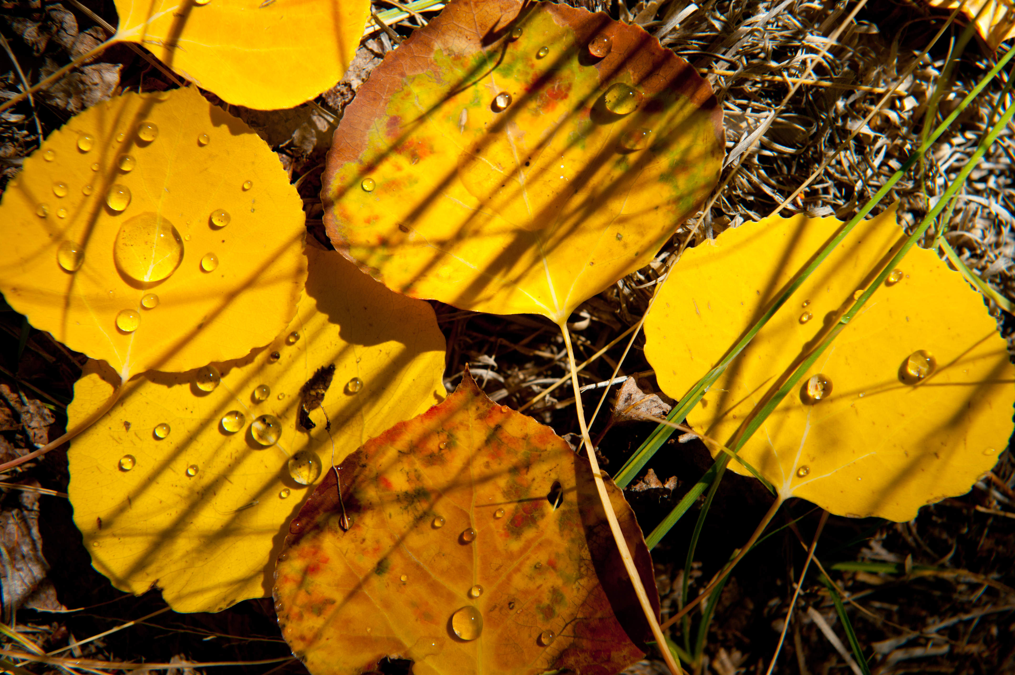 Morning dew remains on Aspen leaves along Highway 67 west of Divide Colorado Sunday, October 2, 2011. Thousands of people headed into the mountains Sunday to see the Aspen color on what may have been the peak weekend for viewing. Mark Reis, The Gazette (THE GAZETTE FILE</p><p>THE GAZETTE FILE)” /><figcaption class=