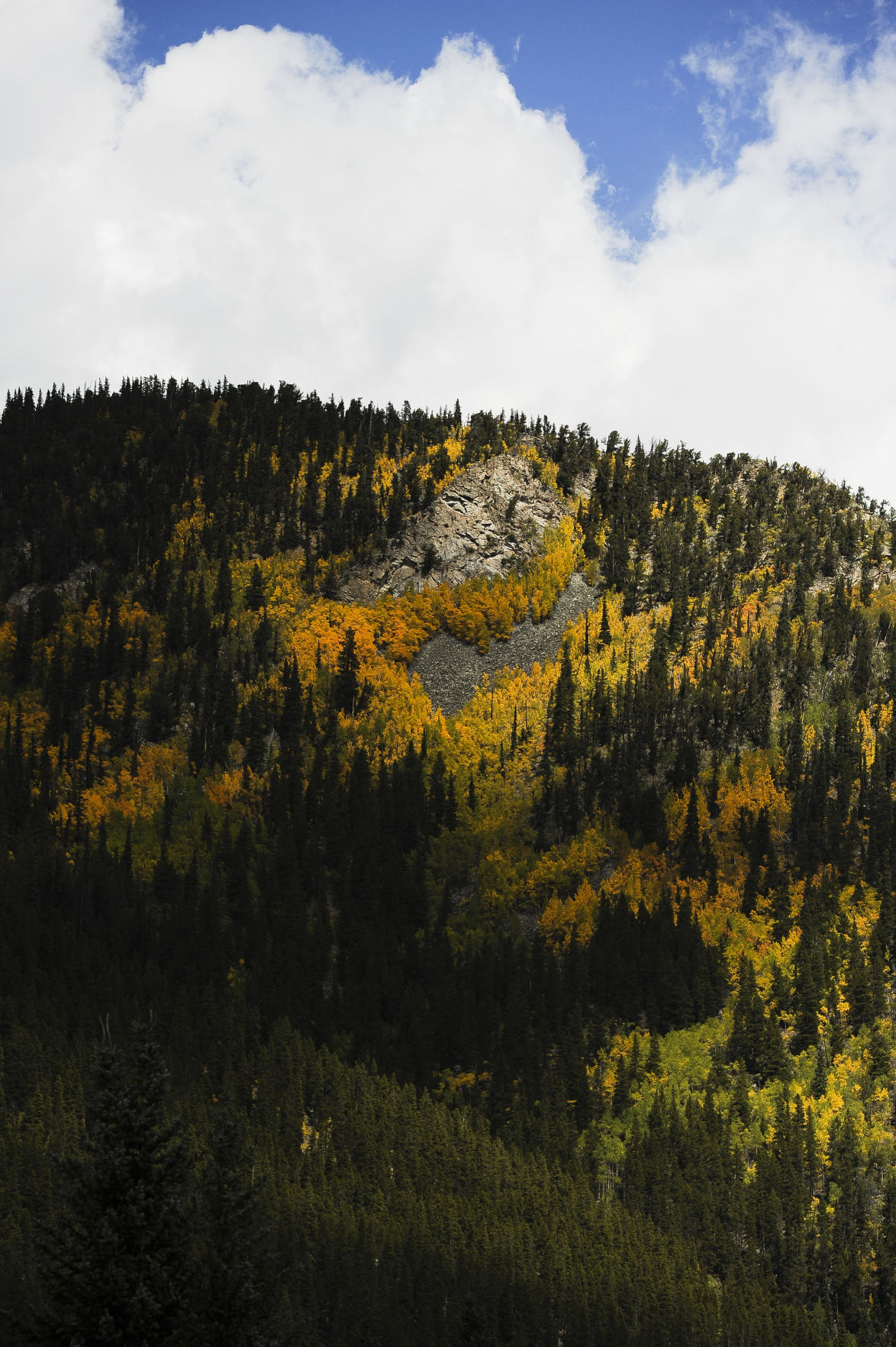 Aspen leaves start to change in the high country near St. Elmo Wednesday, Sept. 17, 2014. Gazette photo