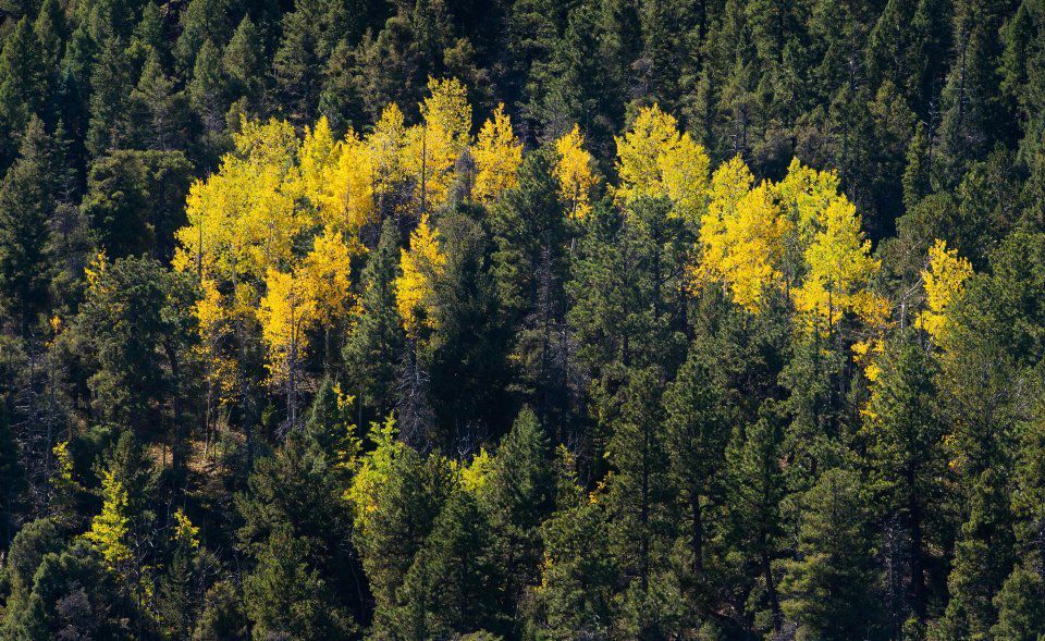 Aspen trees change color for the fall on Thursday, Sept. 21, 2017, in Woodland Park. Gazette photo (DOUGAL BROWNLIE)