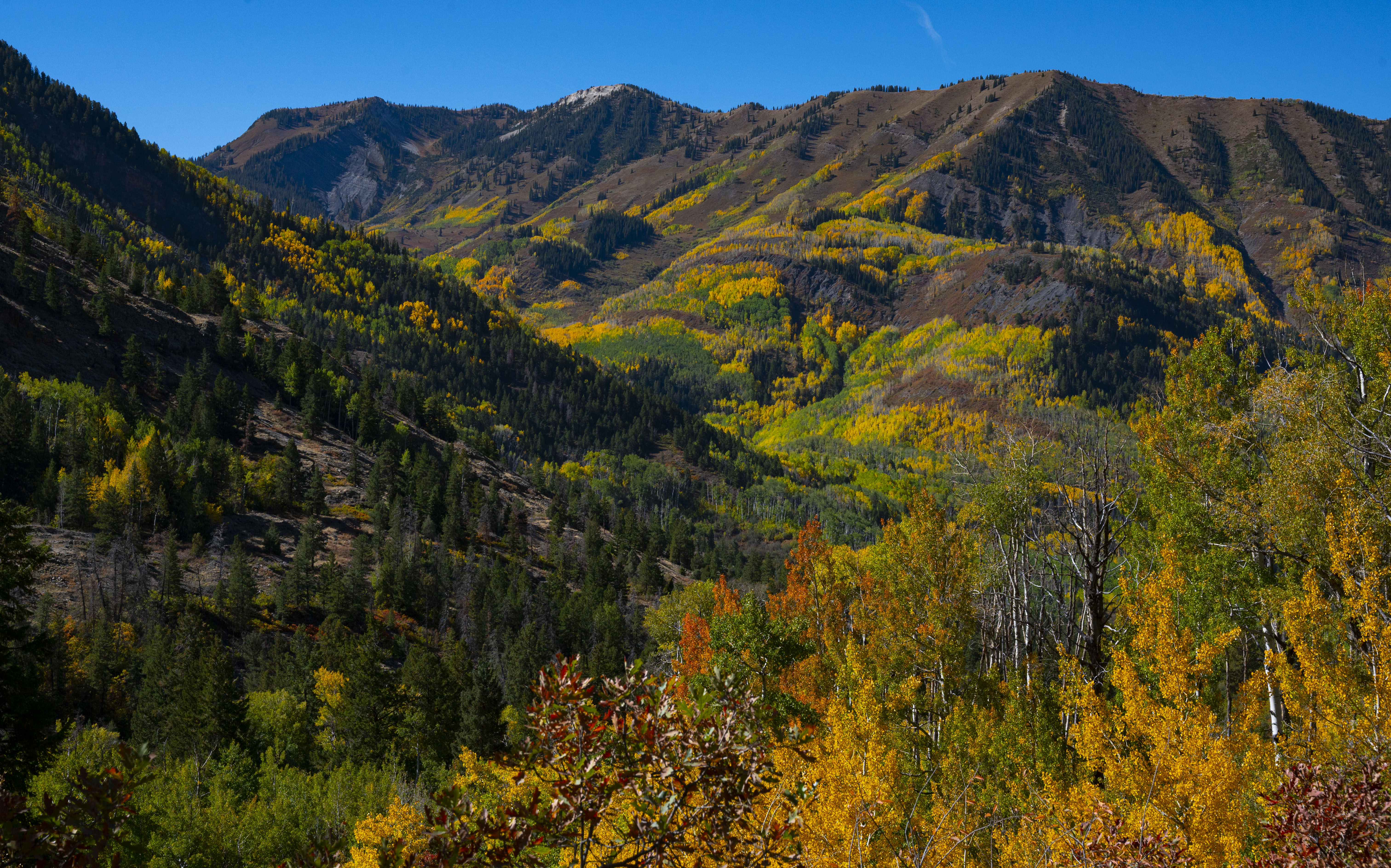 Colorado expert predicts ‘really good aspen show’ this fall