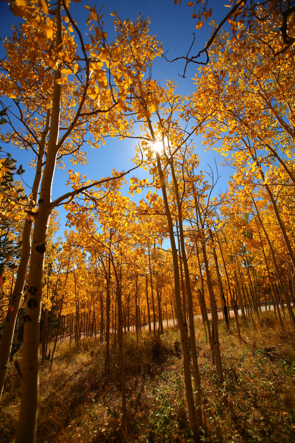 Golden aspen leaves along Colorado 67 in Teller County. (The Gazette file)