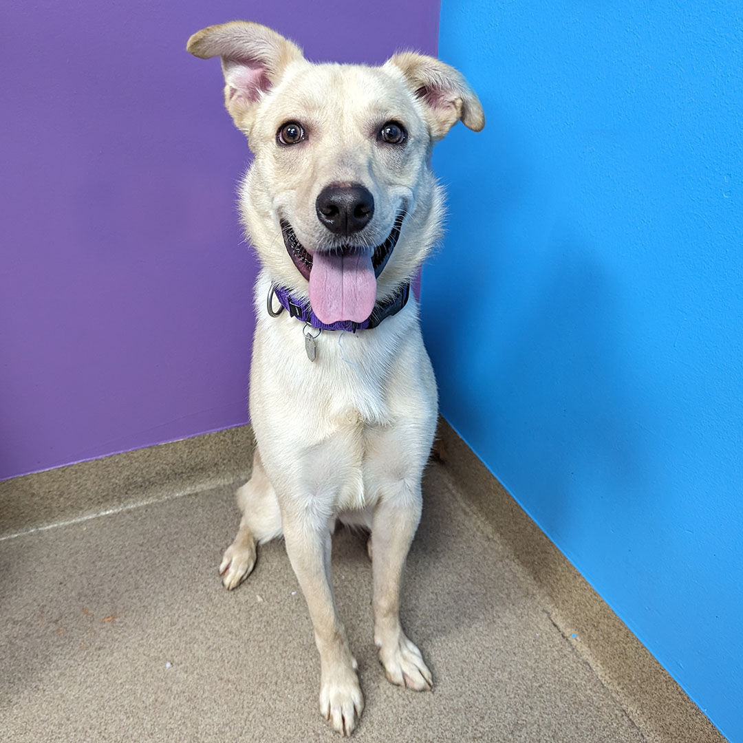 Koda, a lab mix, is one of Aurora Animal Shelter's longest stay dogs, meaning they've been in the shelter for over 30 days. The shelter is always looking for volunteers and currently has a need for dog fosters. (Aurora Animal Shelter)