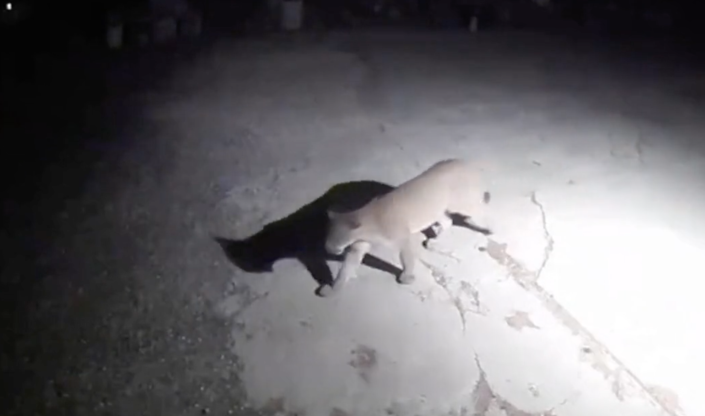Image provided by Arvada Police Department. Partial screenshot from video, full video can be seen in embed below.