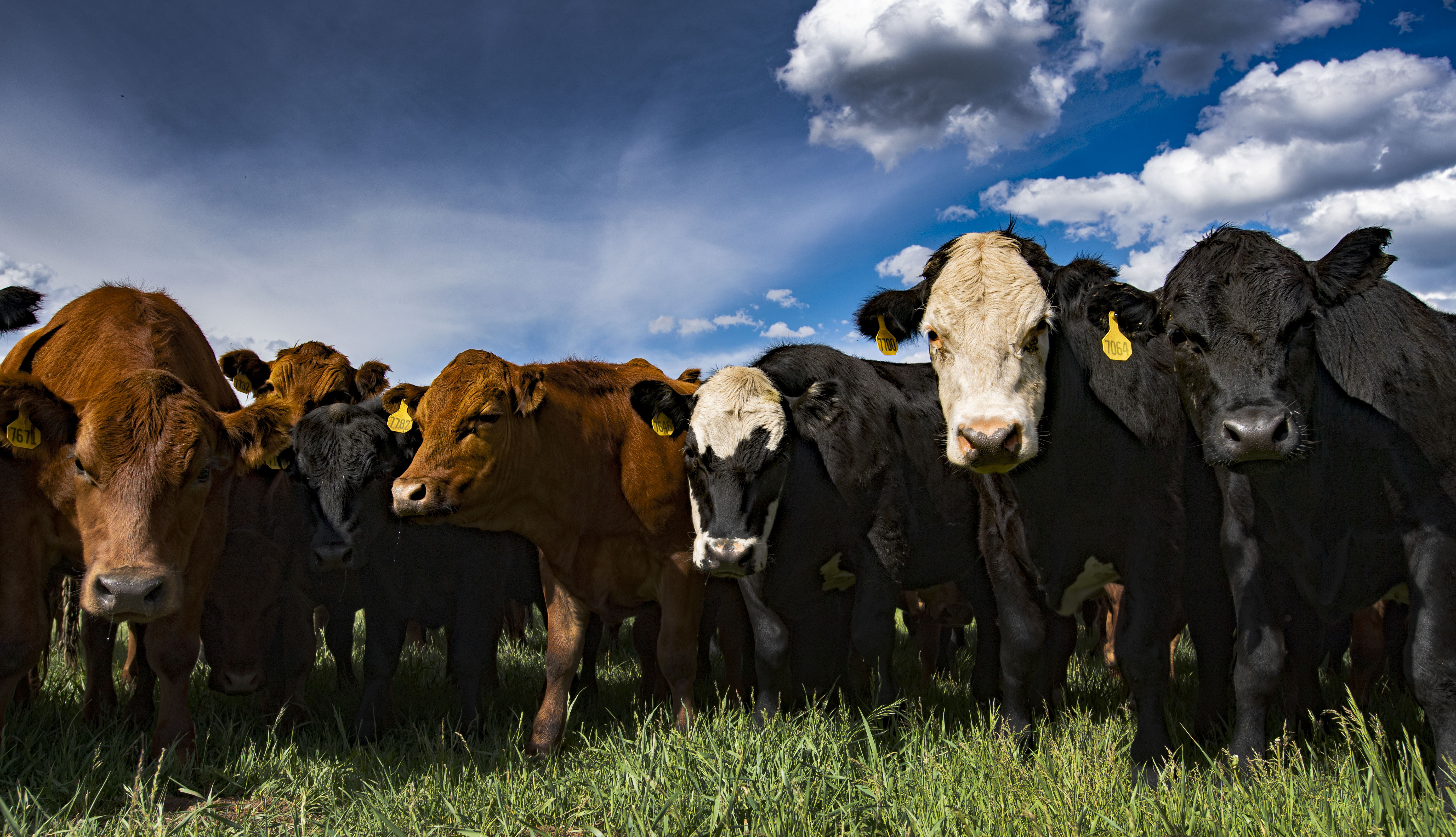 The cattle check out a visitor to their green grass in a field at the James Ranch outside Durango. (CHRISTIAN MURDOCK, THE GAZETTE)