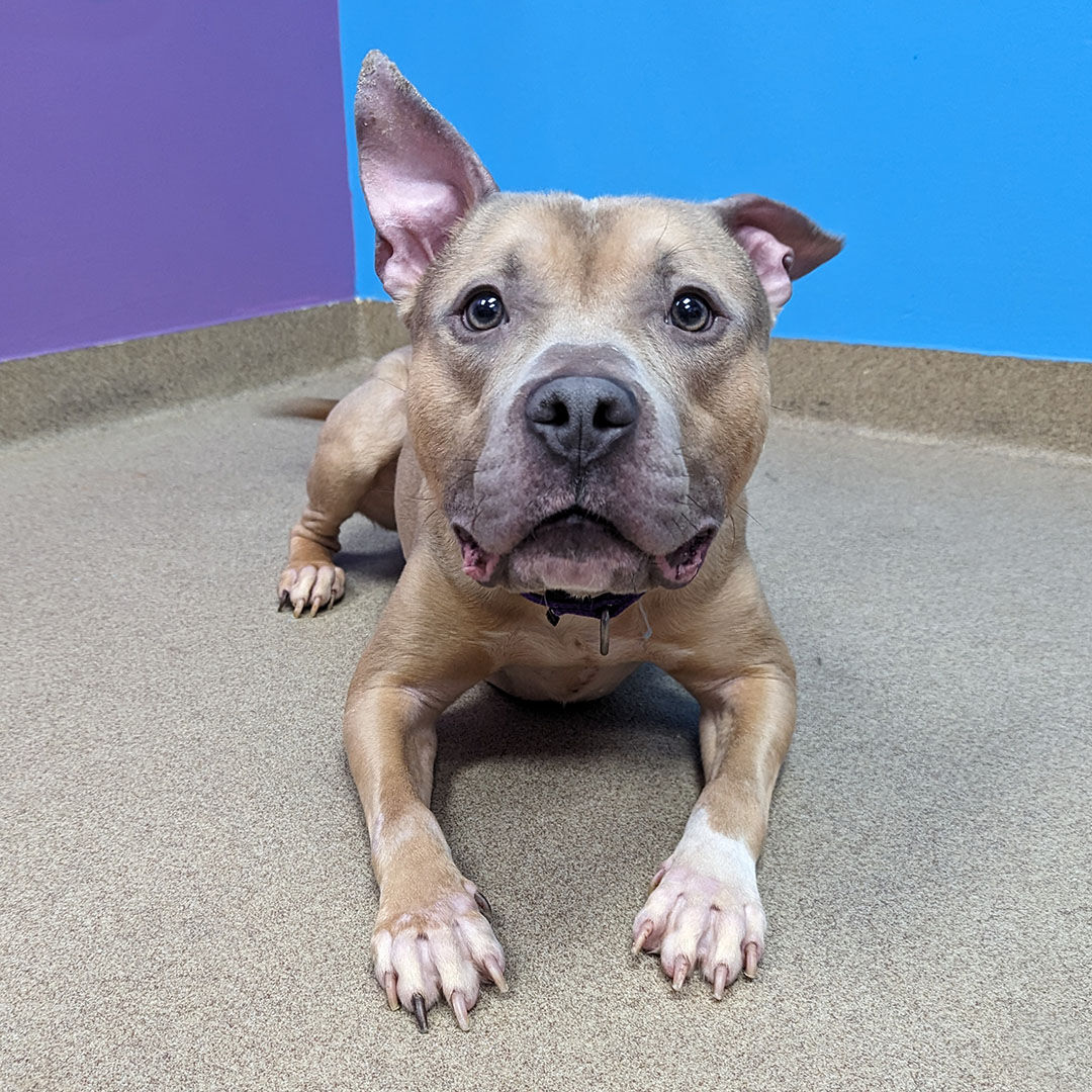 Orville Redenbarker, a fawn pitbull, is one of Aurora Animal Shelter's longest stay dogs, meaning they've been in the shelter for over 30 days. The shelter is always looking for volunteers and currently has a need for dog fosters. (Aurora Animal Shelter)