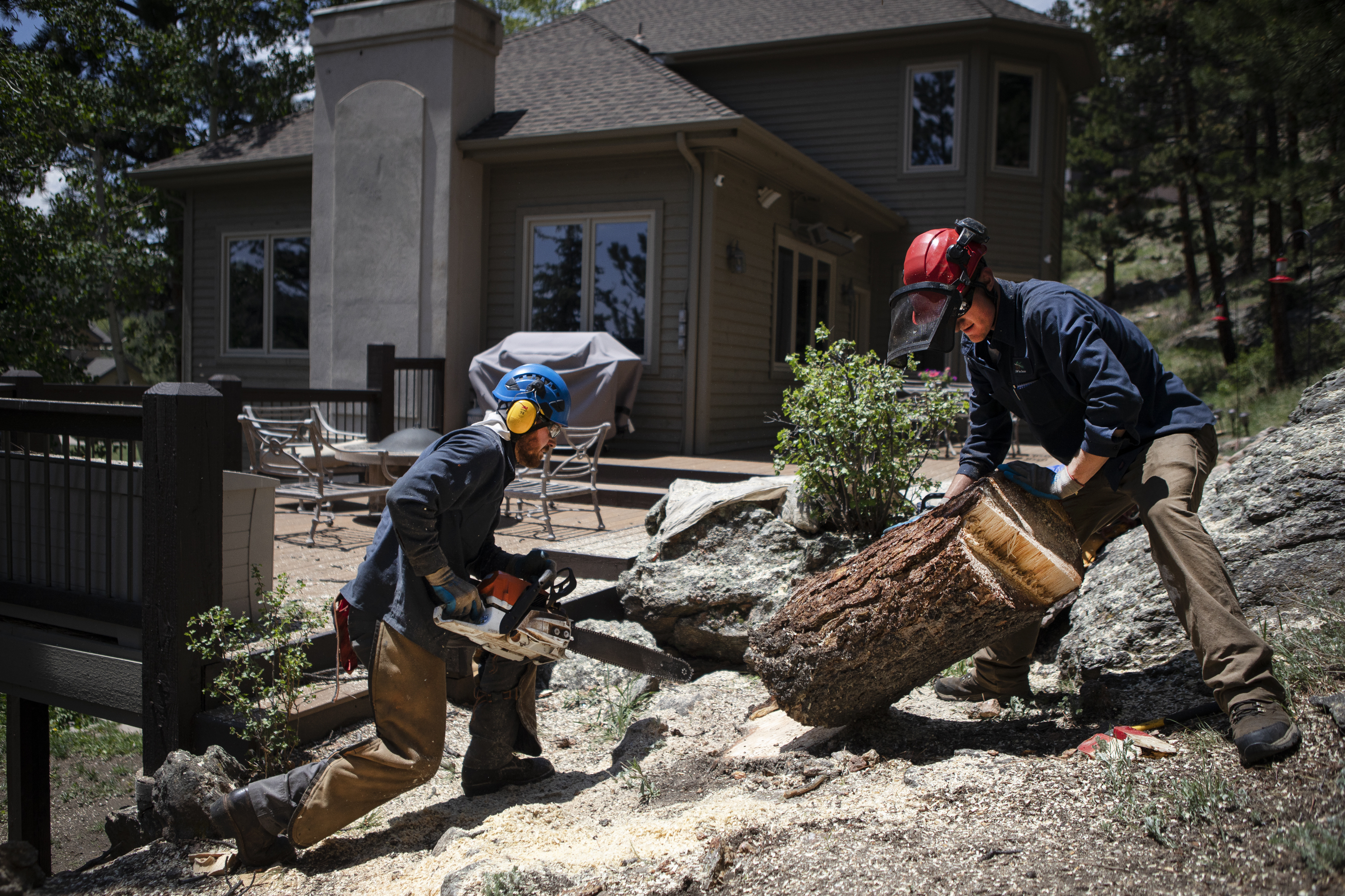 FILE PHOTO: LAM Tree Service ground crew Lane Williamson pulls the stump of a felled pine tree after being sawed off by climber Ezra Vaughn while removing trees and limbs from Rich Mancuso and Debbie Pasko’s property on Thursday, June 2, 2022, in Evergreen, Colo. (Timothy Hurst/The Denver Gazette) (TimHursttim.hurst@gazette.comhttps://secure.gravatar.com/avatar/aca82bd62b4ee425c598527cd6faa1b1?d=mm&r=g)