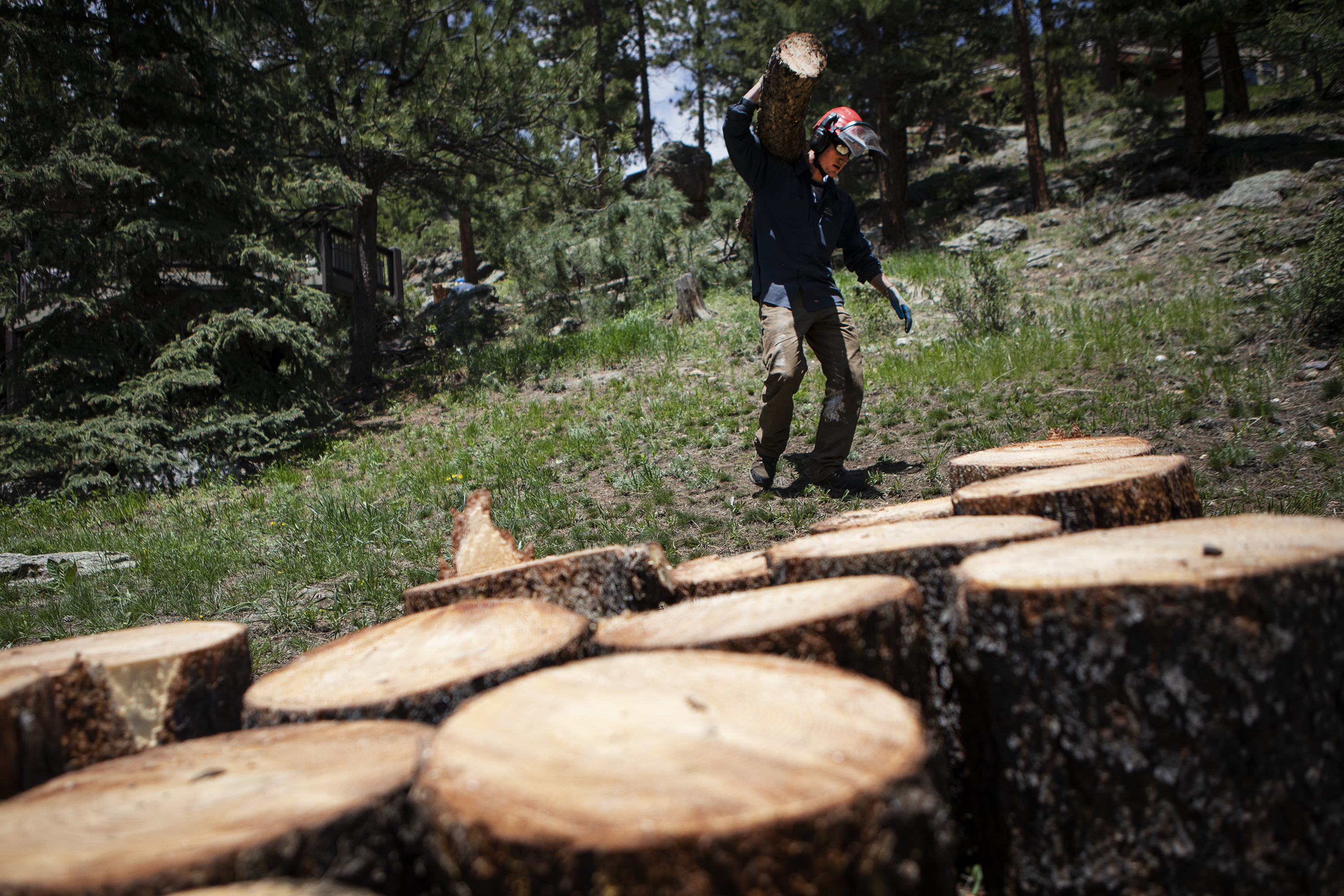 FILE PHOTO: LAM Tree Service ground crew Lane Williamson carries a log down the hill from Rich Mancuso and Debbie Pasko’s property after he and other LAM crew members felled multiple trees and limbs around the home on Thursday, June 2, 2022, in Evergreen, Colo. (Timothy Hurst/The Denver Gazette) (Timothy Hurst/Denver Gazette)