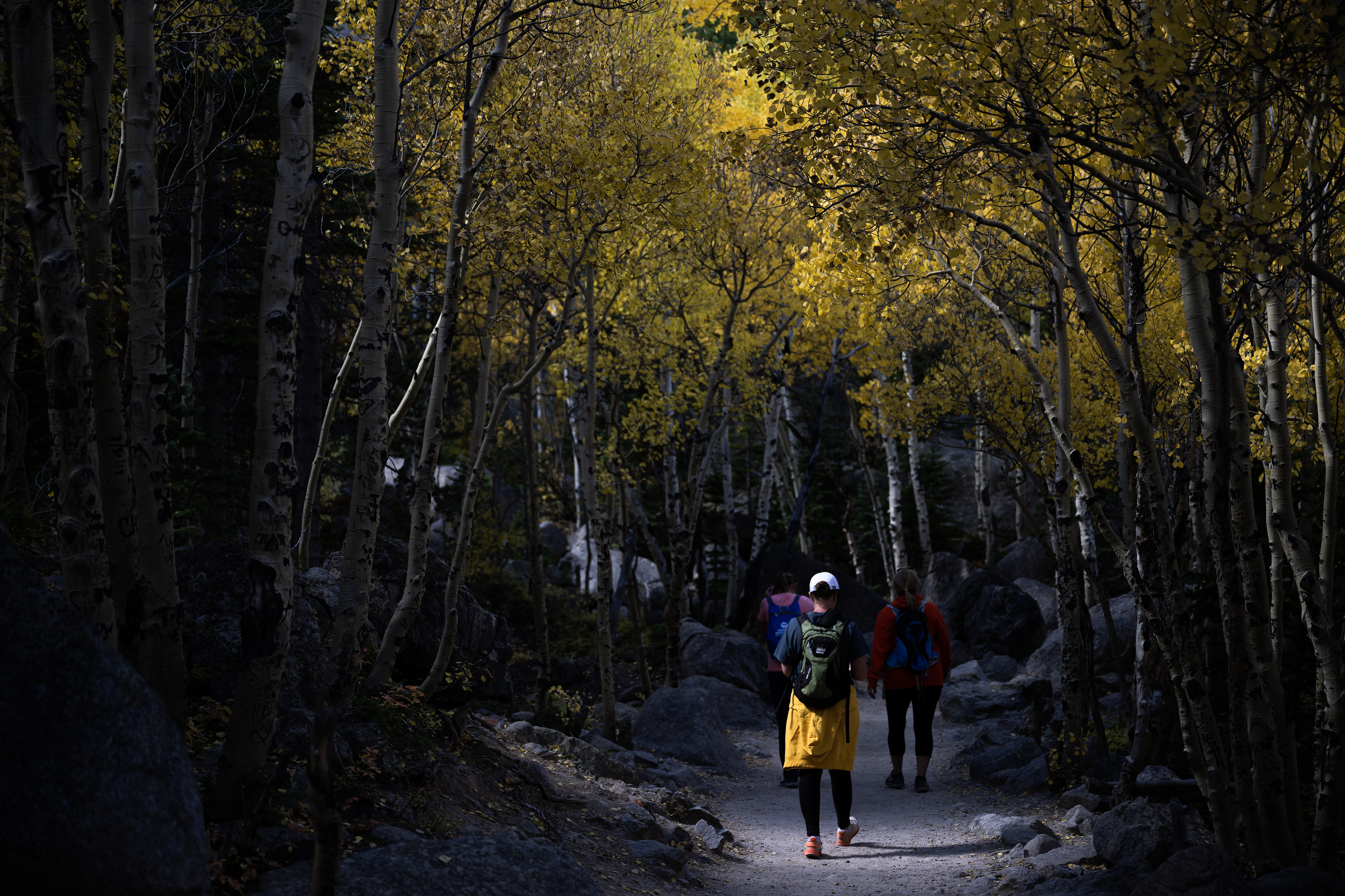 Jen Coet walks through a patch of sunlight in an aspen grove on the Bear Lake Glacier Gorge junction trail on Monday, Oct. 2, 2023, in Rocky Mountain National Park, Colo. (Timothy Hurst/Denver Gazette) (TimHursttim.hurst@gazette.comhttps://secure.gravatar.com/avatar/aca82bd62b4ee425c598527cd6faa1b1?d=mm&r=g)