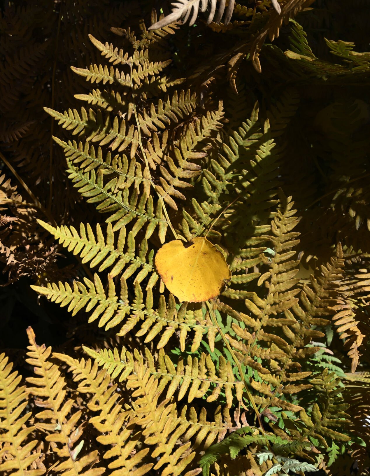 A fern and aspen leaf on the forest floor on Buffalo Pass on Monday, Sept. 25, 2023. (Photo by Jerilee Bennett, The Gazette)