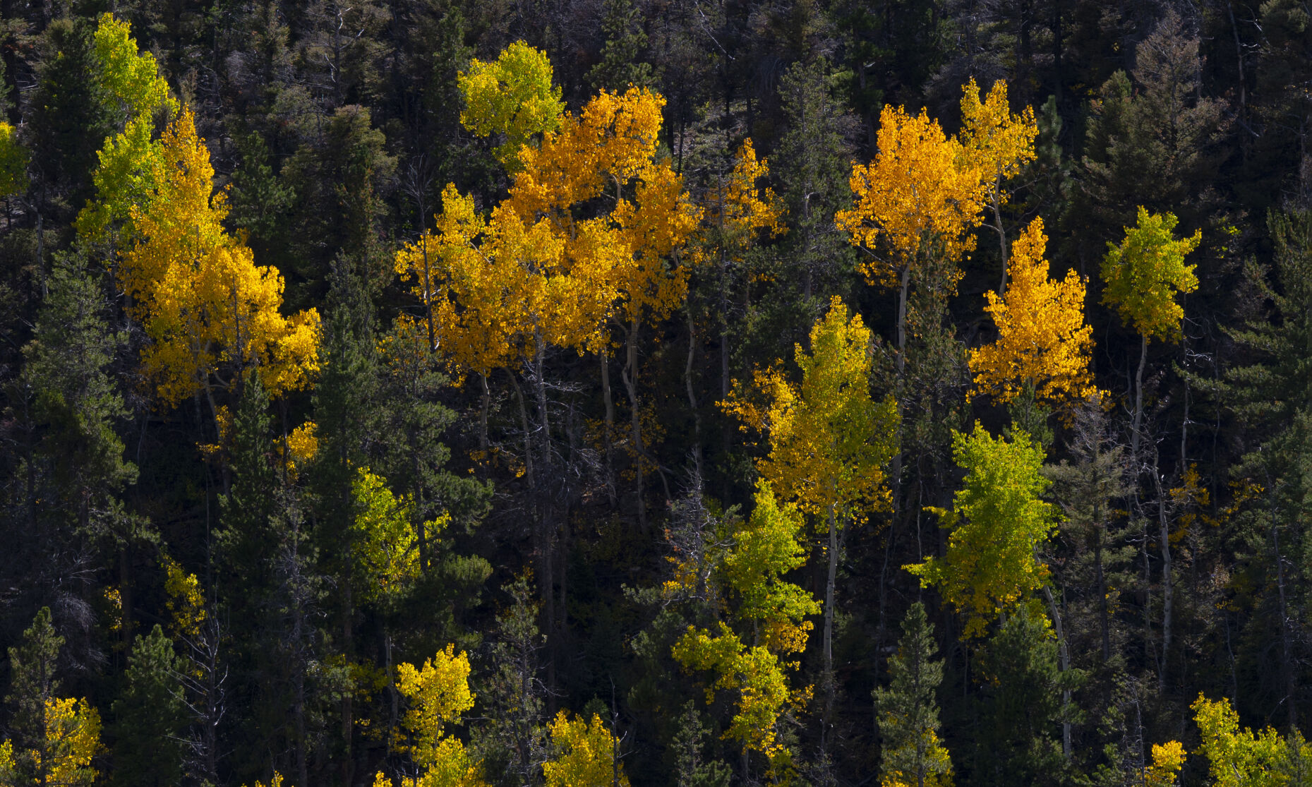 Aspens change multiple colors as seen along the trail to Browns Creek Falls Saturday, Sept. 30, 2023, in the San Isabel National Forest south of Buena Vista, Colo. (The Gazette, Christian Murdock) (Christian Murdock/The Gazette)