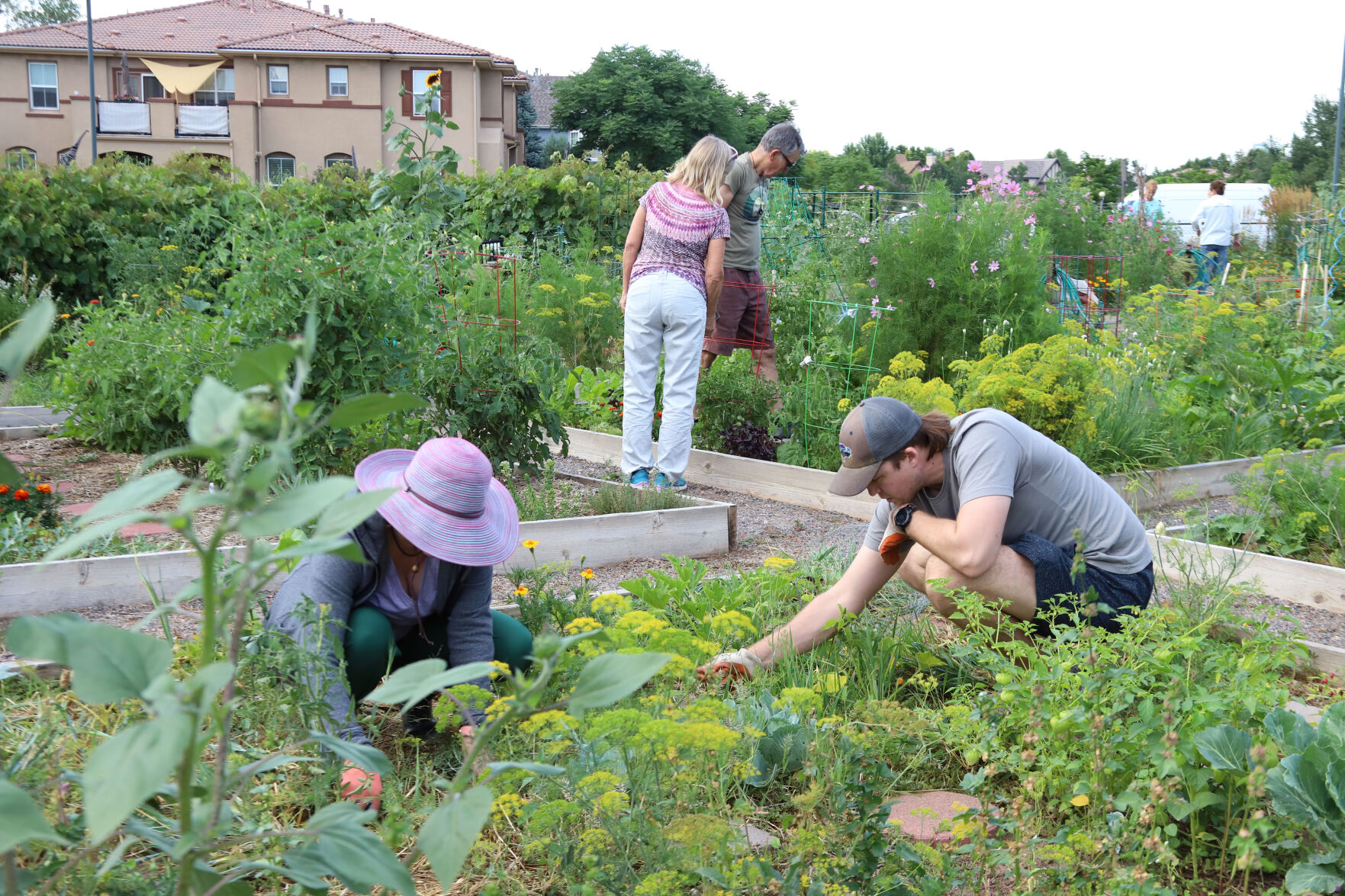 The Denver Urban Gardens provided plots for CU Boulder to study the impact of community gardening on health. The study found that individuals involved in community gardens increased their fiber intake, got more physical activity and reduced stress. (Courtesy photo)
