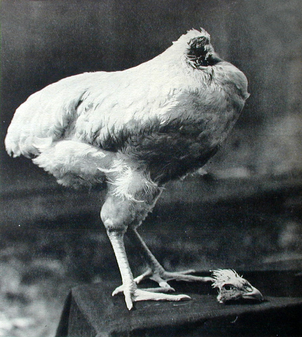 Life Magazine ran this portrait of Mike the Headless Chicken, whose 1945 legend still is told in Fruita. (courtesy of Steve and Denise Hight)