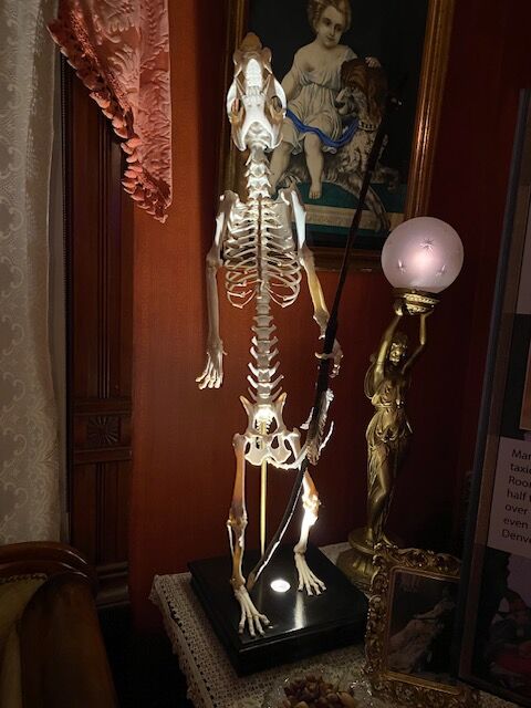 During the Browns’ time, curiosities like bones, taxidermy, and other strange specimens were popular and seen as exotic and awe-inspiring. Following that vein, today, the drawing room of the Molly Brown House Museum is decorated for Halloween, with the skeleton of a “swine-man,