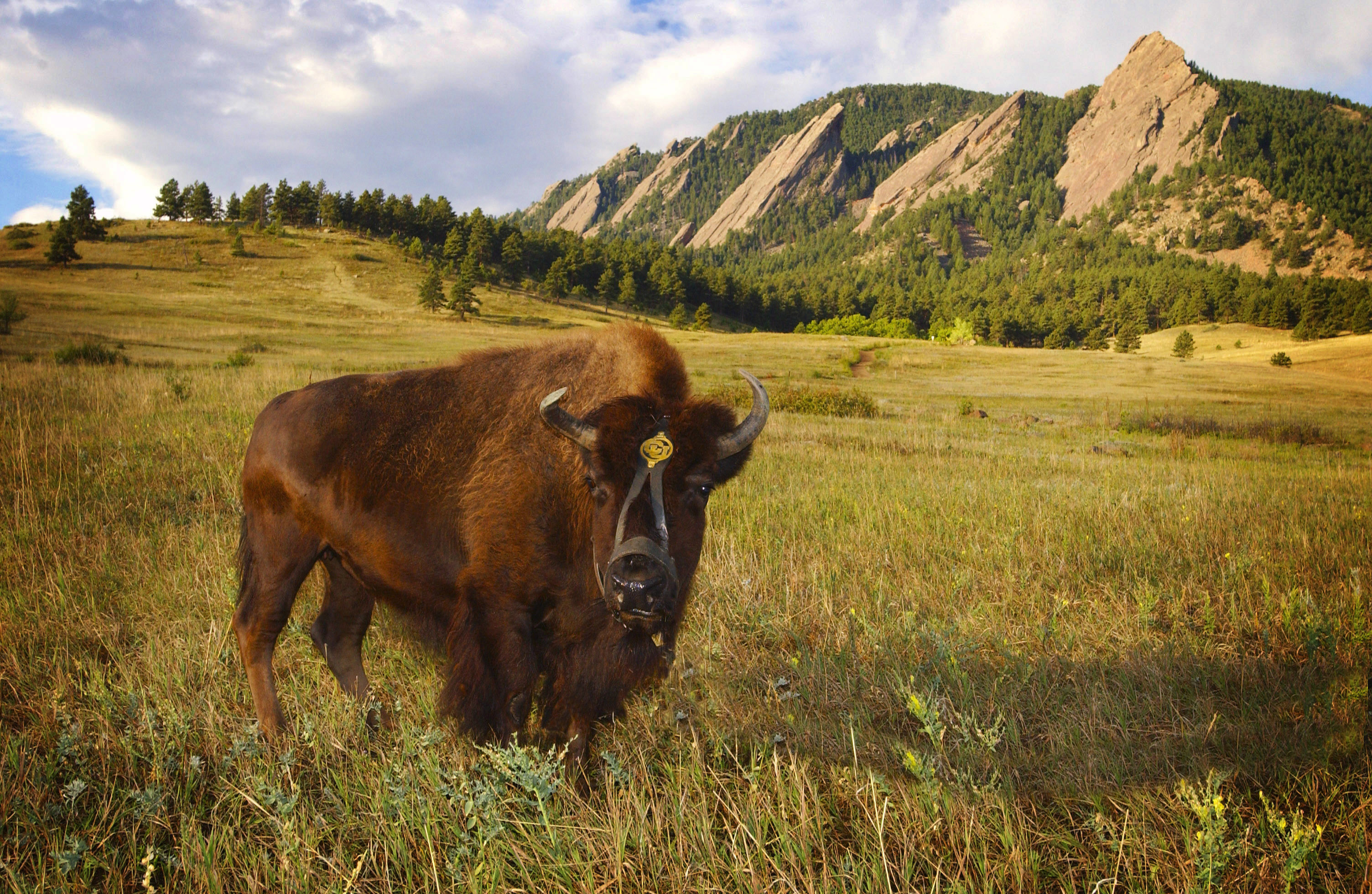 University of Colorado mascot Ralphie IV, who died in 2017, was photographed in Chautauqua Park under the glorious Flatirons west of Boulder. The majestic animal is the subject of Ken Burns' new documentary, 'The American Buffalo.' (LARRY HARWOOD/UNIVERSITY OF COLORADO)