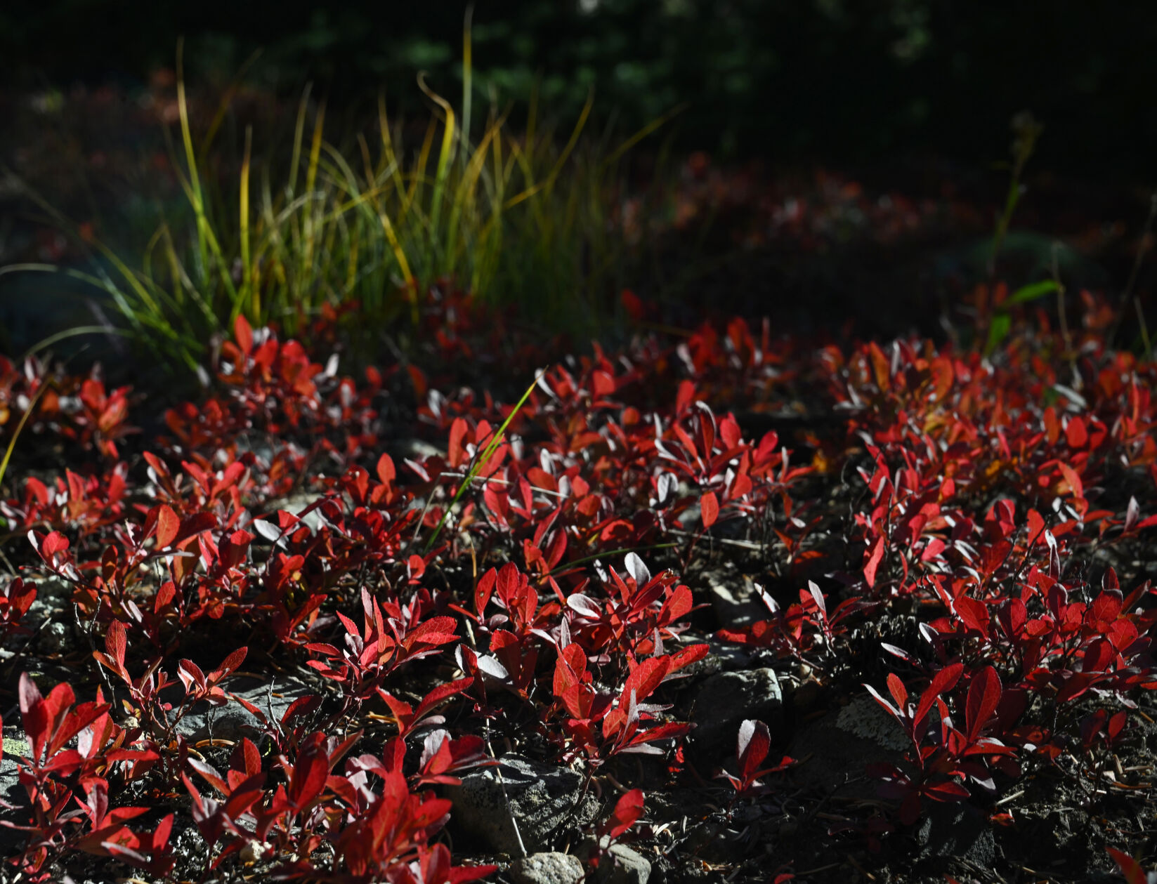 A brilliant red ground cover catches the morning sunlight on Blue Lake Rd. south of Breckenridge on Monday, Sept. 25, 2023. (Photo by Jerilee Bennett, The Gazette)