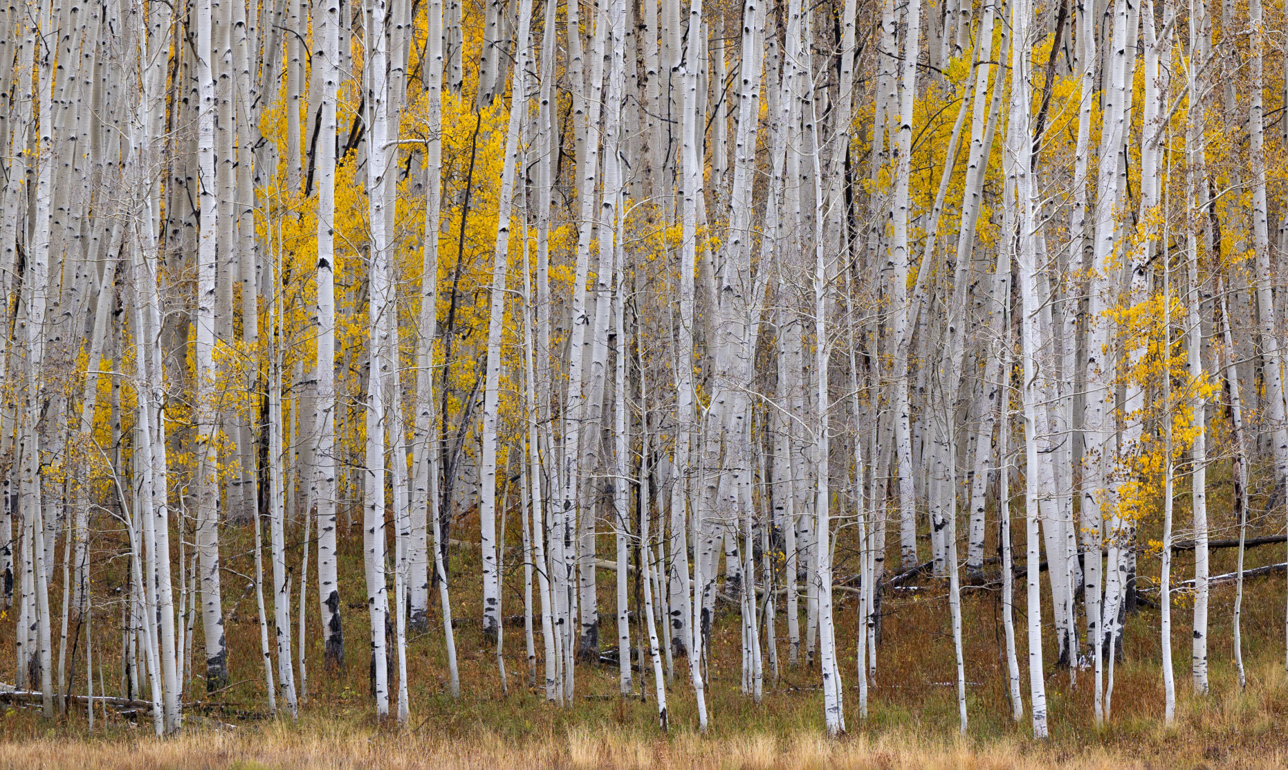 Aspens turn to gold outside Gothic, Colo., Tuesday, Oct. 3, 2023. (The Gazette, Christian Murdock) (Christian Murdock/The Gazette)