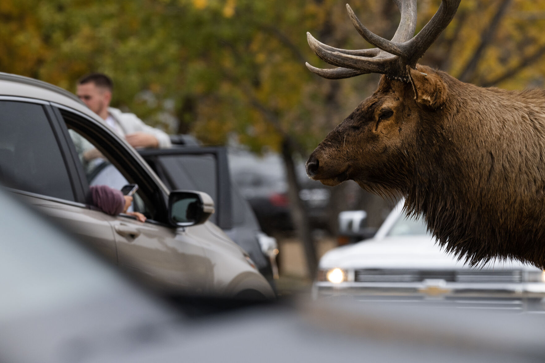 A bull elk as it follows its harem through backed-up traffic in the parking lot at Lake Estes on Monday, Oct. 2, 2023, in Estes Park, Colo. (Timothy Hurst/Denver Gazette) (TimHursttim.hurst@gazette.comhttps://secure.gravatar.com/avatar/aca82bd62b4ee425c598527cd6faa1b1?d=mm&r=g)