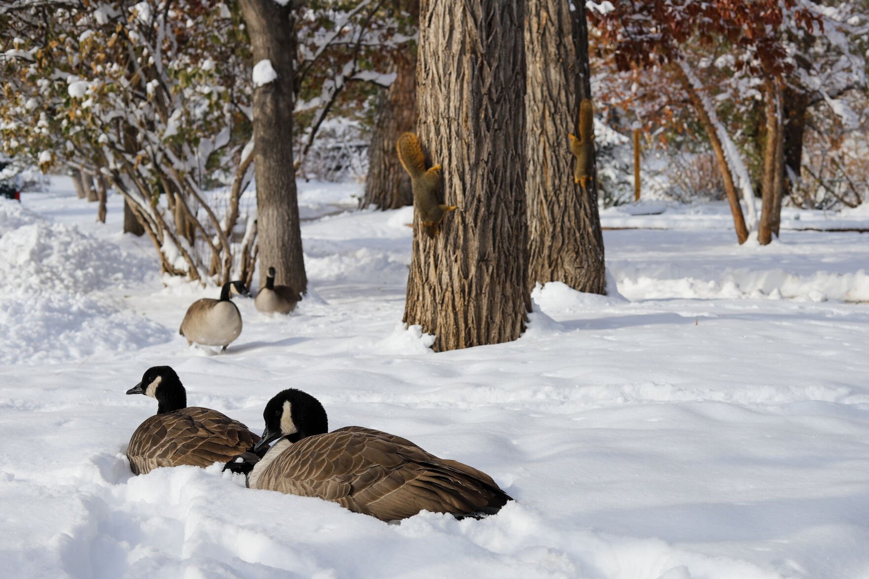 Winter is coming — and Xcel Energy has some good news, tips for the season