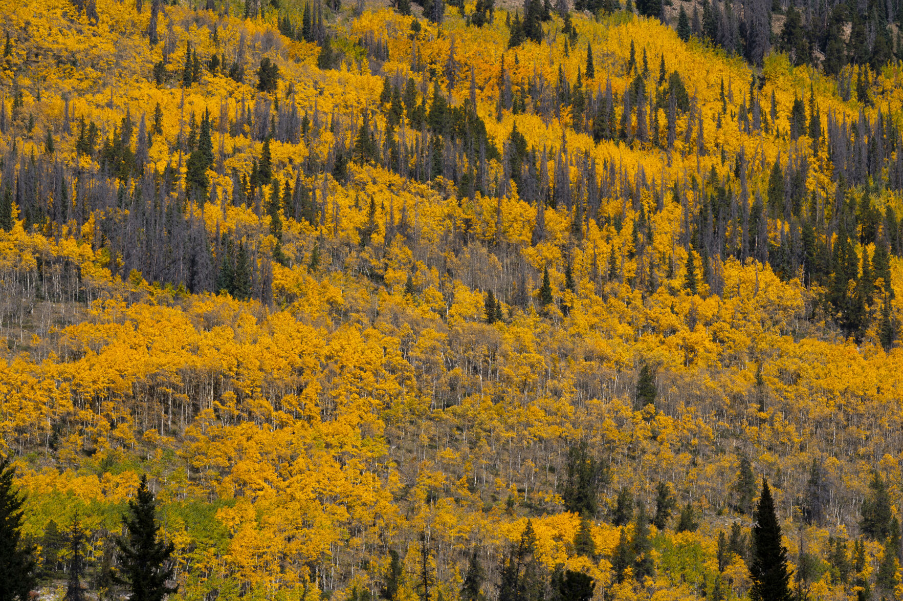 The hills above St. Elmo, Colo., glow oranged from the turning aspens Saturday, Sept. 30, 2023. (The Gazette, Christian Murdock) (Christian Murdock/The Gazette)