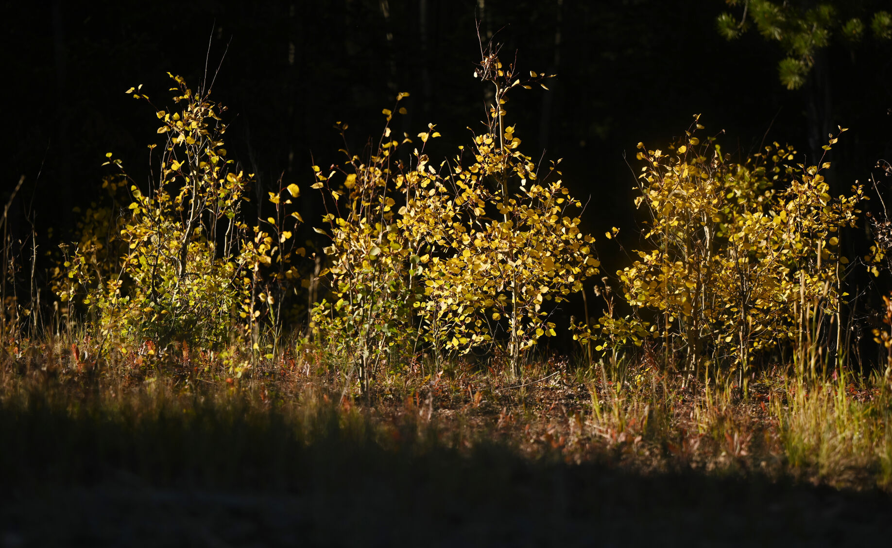 Young aspens catch the evening sunlight near Gould, Colorado on Monday, Sept. 25, 2023. (Photo by Jerilee Bennett, The Gazette)
