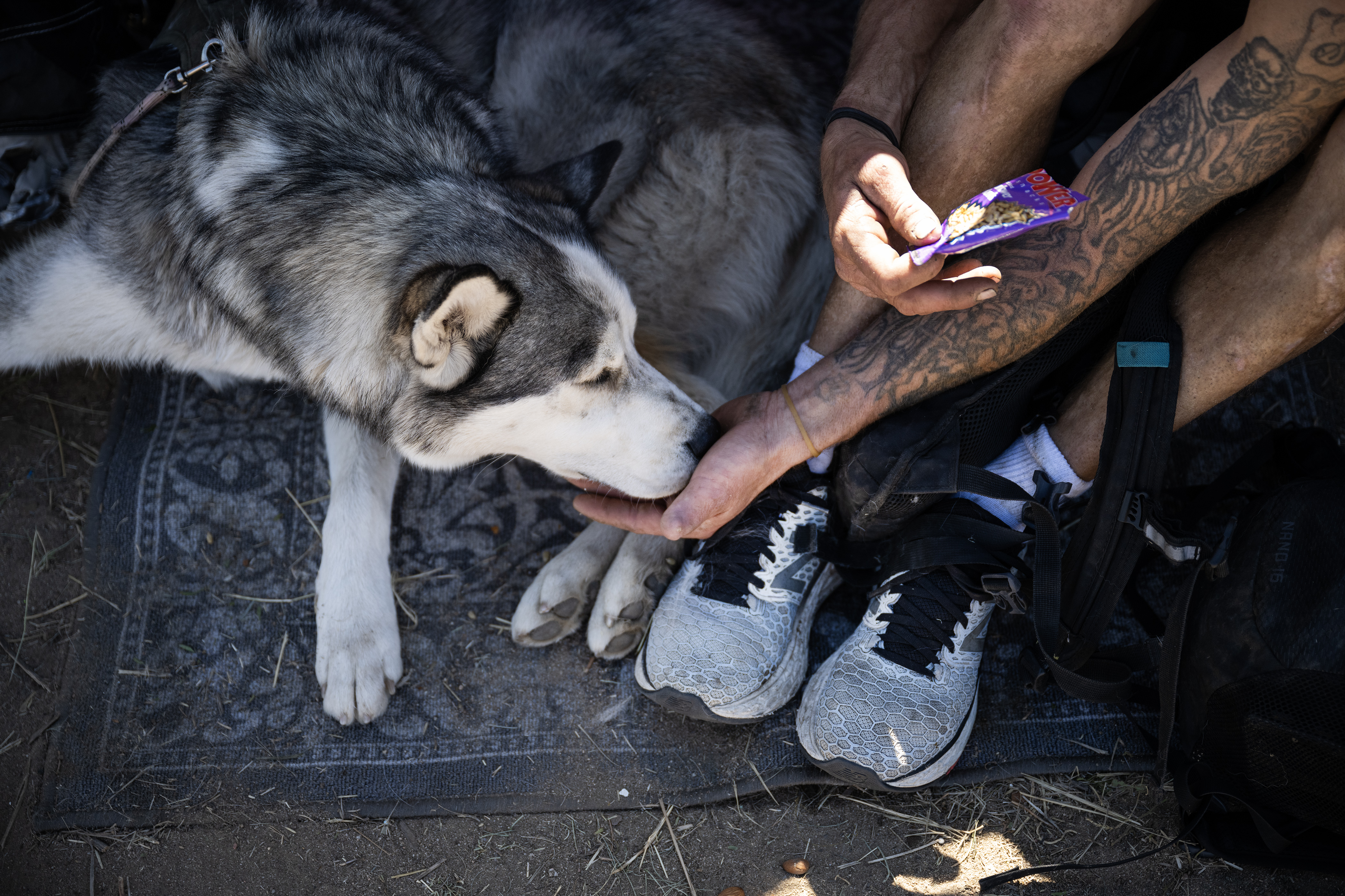 Billy Roark, who’s been unhoused for roughly 10 years, shares a handful of sunflower seeds with his friend Emily Razavi’s two-year-old husky, Cricket, near I-225 and South Parker Road on Thursday, Oct. 5, 2023, in Aurora, Colo. (Timothy Hurst/Denver Gazette) (TimHursttim.hurst@gazette.comhttps://secure.gravatar.com/avatar/aca82bd62b4ee425c598527cd6faa1b1?d=mm&r=g)