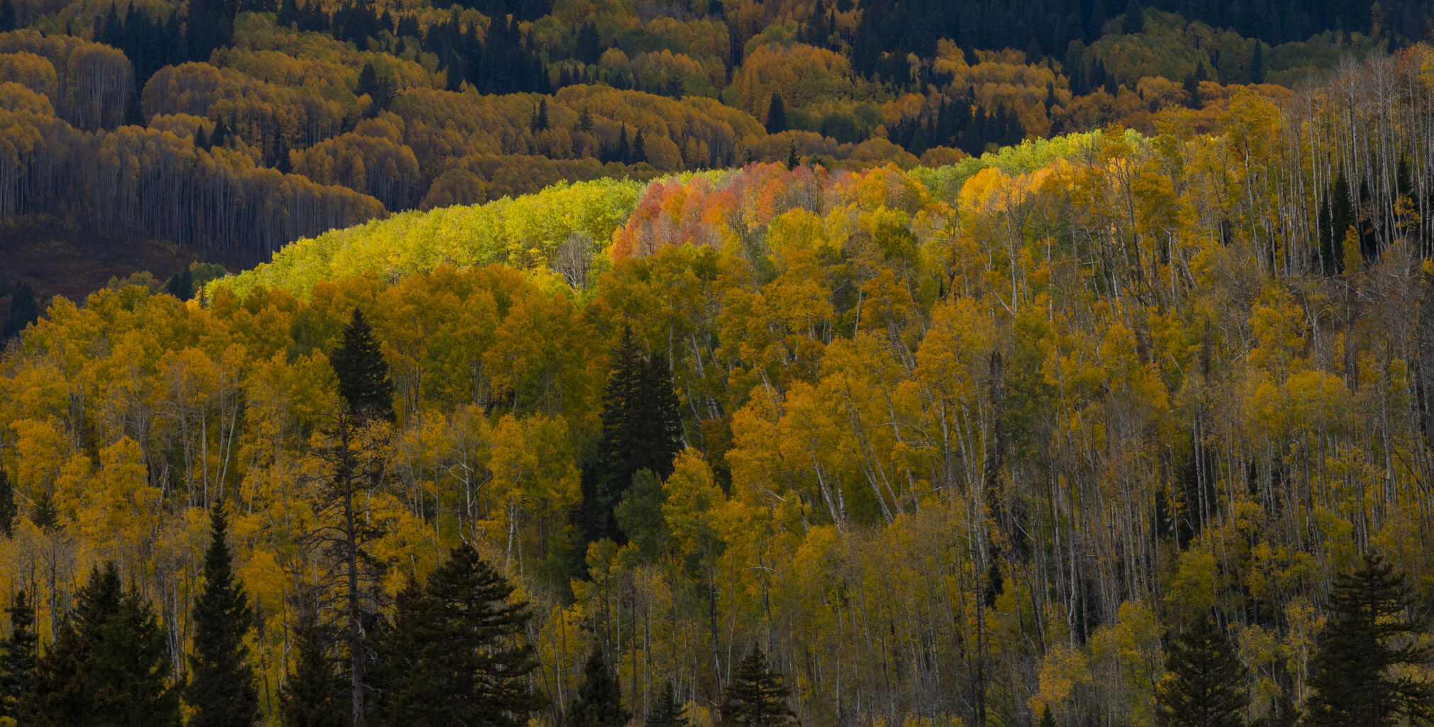 The sun spotlights the turning aspens on the westside of Kebler Pass near Crested Butte, Colo., Tuesday, Oct. 3, 2023. (The Gazette, Christian Murdock) (Christian Murdock/The Gazette)
