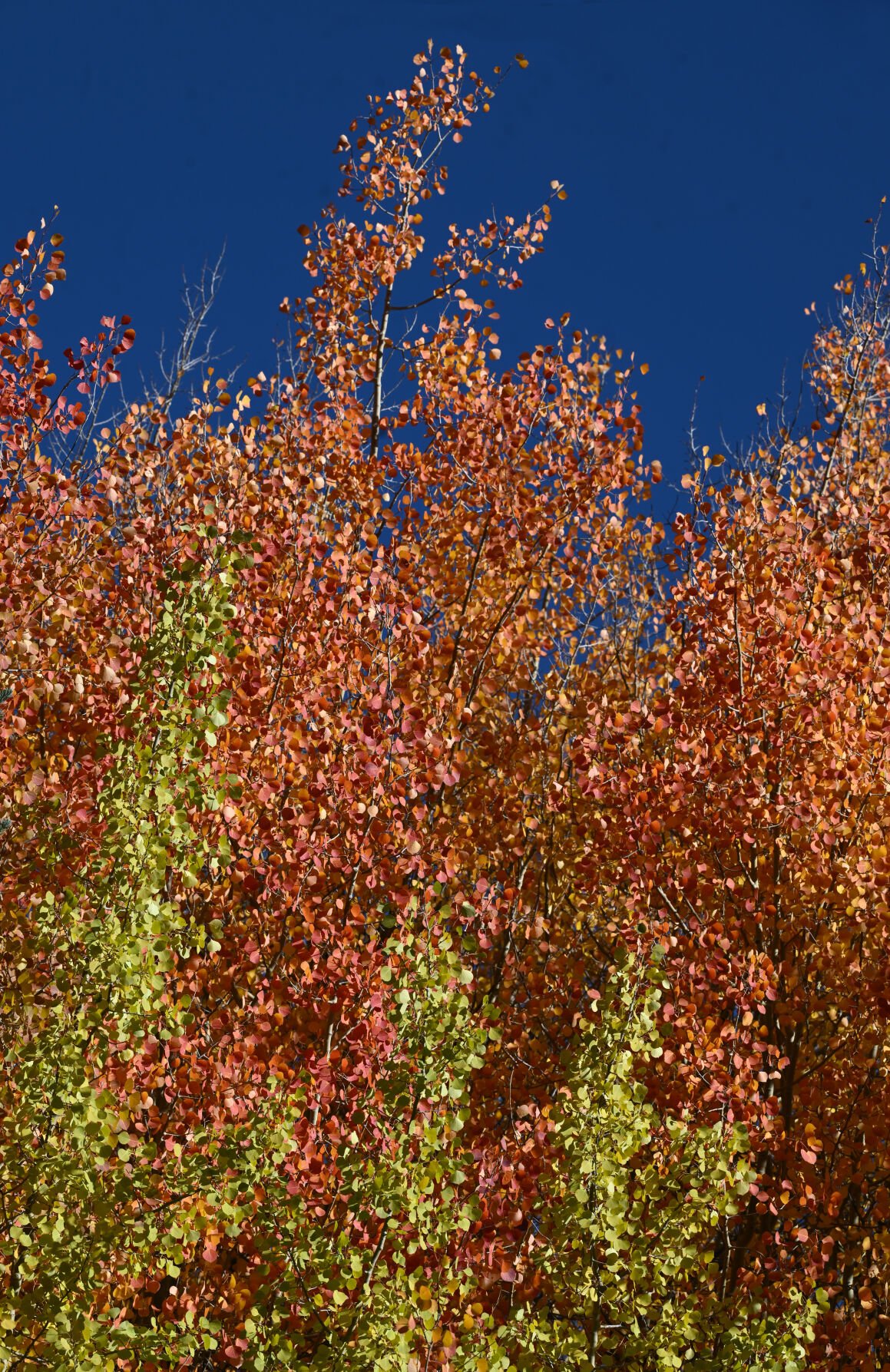 Reds and yellows on trees on Blue Lake Rd. Near Breckenridge on Monday, Sept. 25, 2023. (Photo by Jerilee Bennett, The Gazette)
