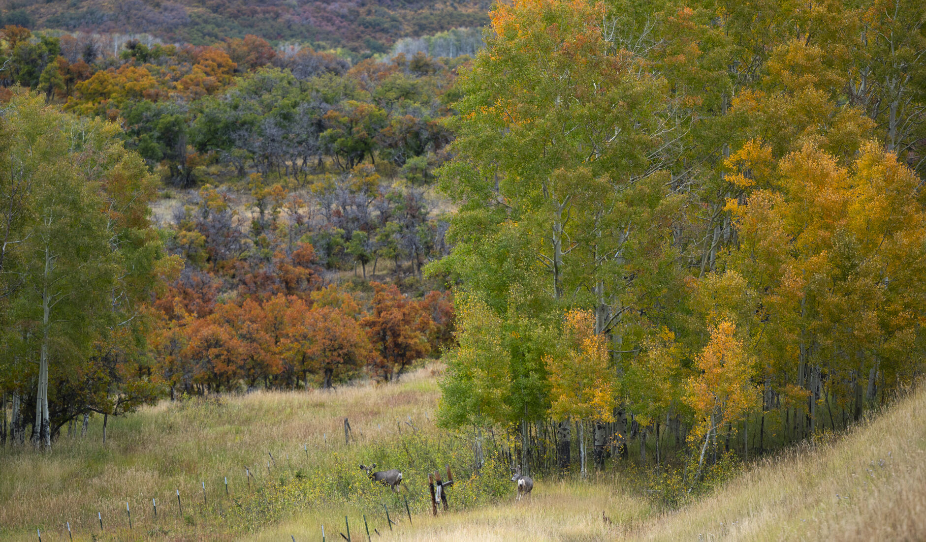 Two bucks cross a field below the Grand Mesa near Cedaredge, Colo., Wednesday, Oct. 4, 2023. The Gazette, Christian Murdock (photos by Christian Murdock, The Gazette)