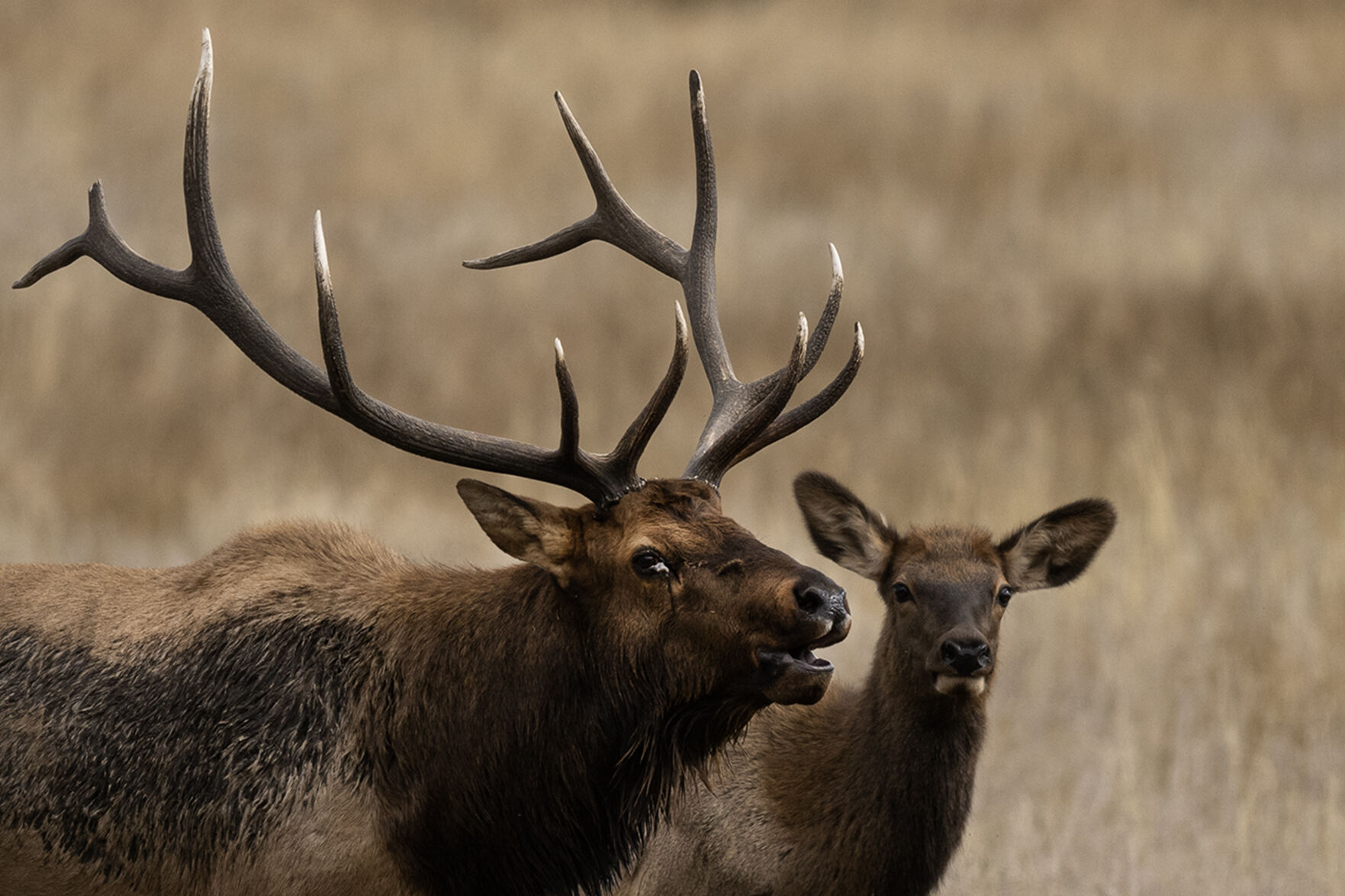 A bull elk bugles as a cow in his harem looks on in the meadow at Moraine Park on Monday, Oct. 2, 2023, in Rocky Mountain National Park, Colo. (Timothy Hurst/Denver Gazette) (TimHursttim.hurst@gazette.comhttps://secure.gravatar.com/avatar/aca82bd62b4ee425c598527cd6faa1b1?d=mm&r=g)
