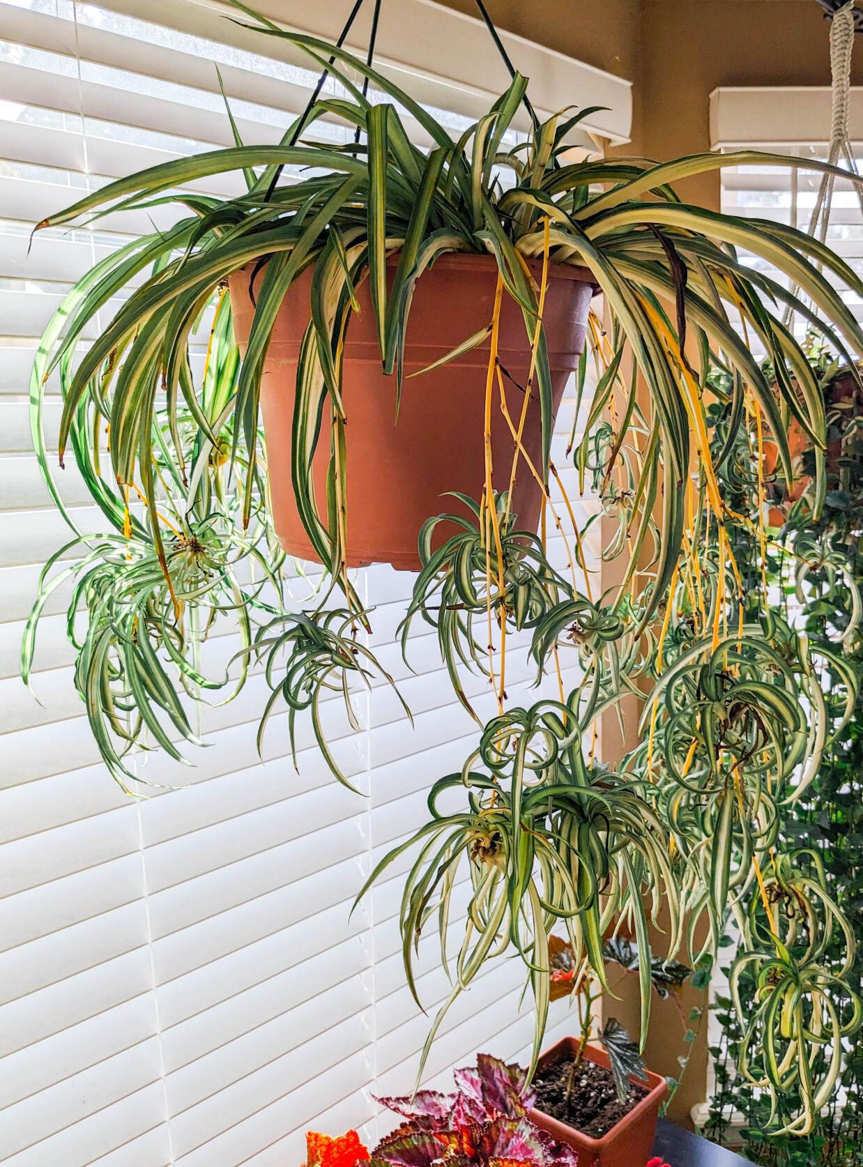 The spider plant thrives with regular watering. (courtesy Debra Stinton Othitis, Colorado Master Gardener)
