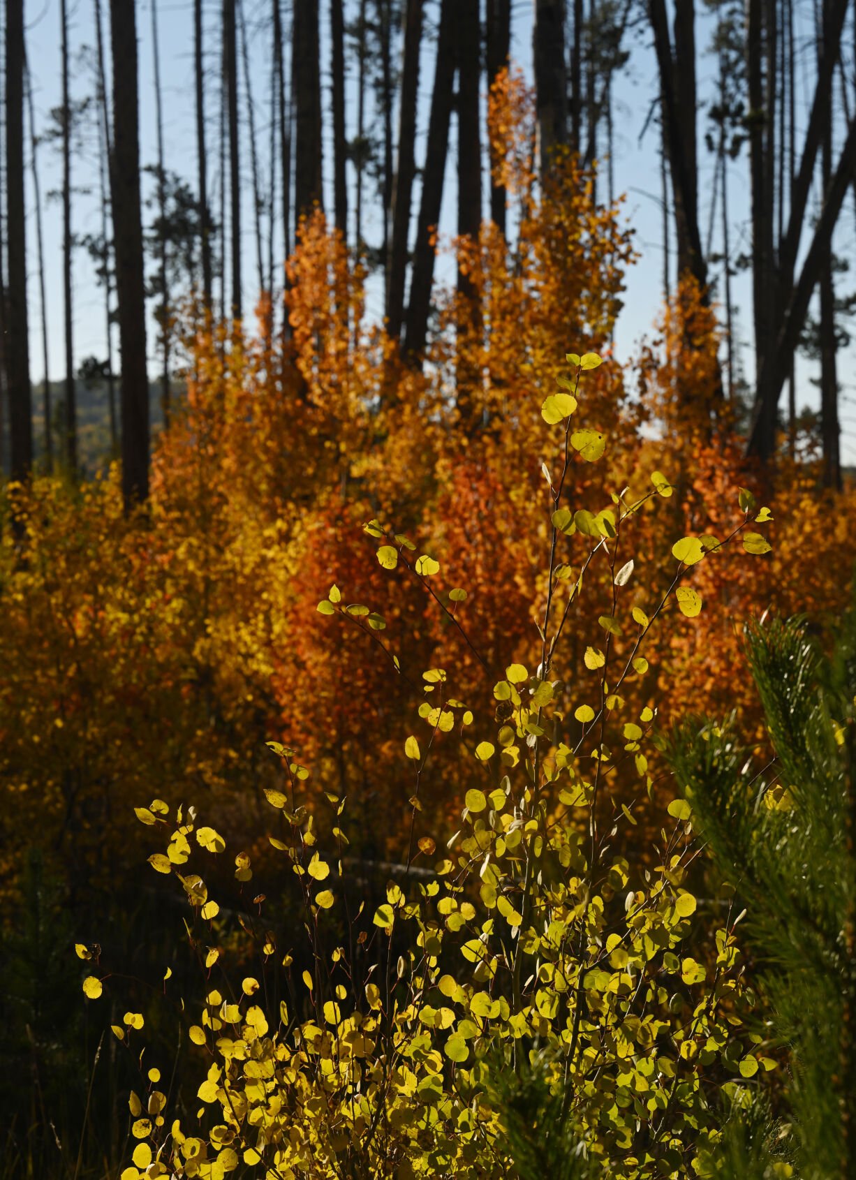 Varying colors of aspens near Gould, Colorado, on Monday, Sept. 25, 2023. (Photo by Jerilee Bennett, The Gazette)