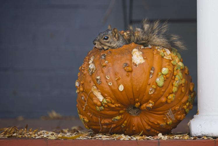 121122-exp-animals 5.jpg