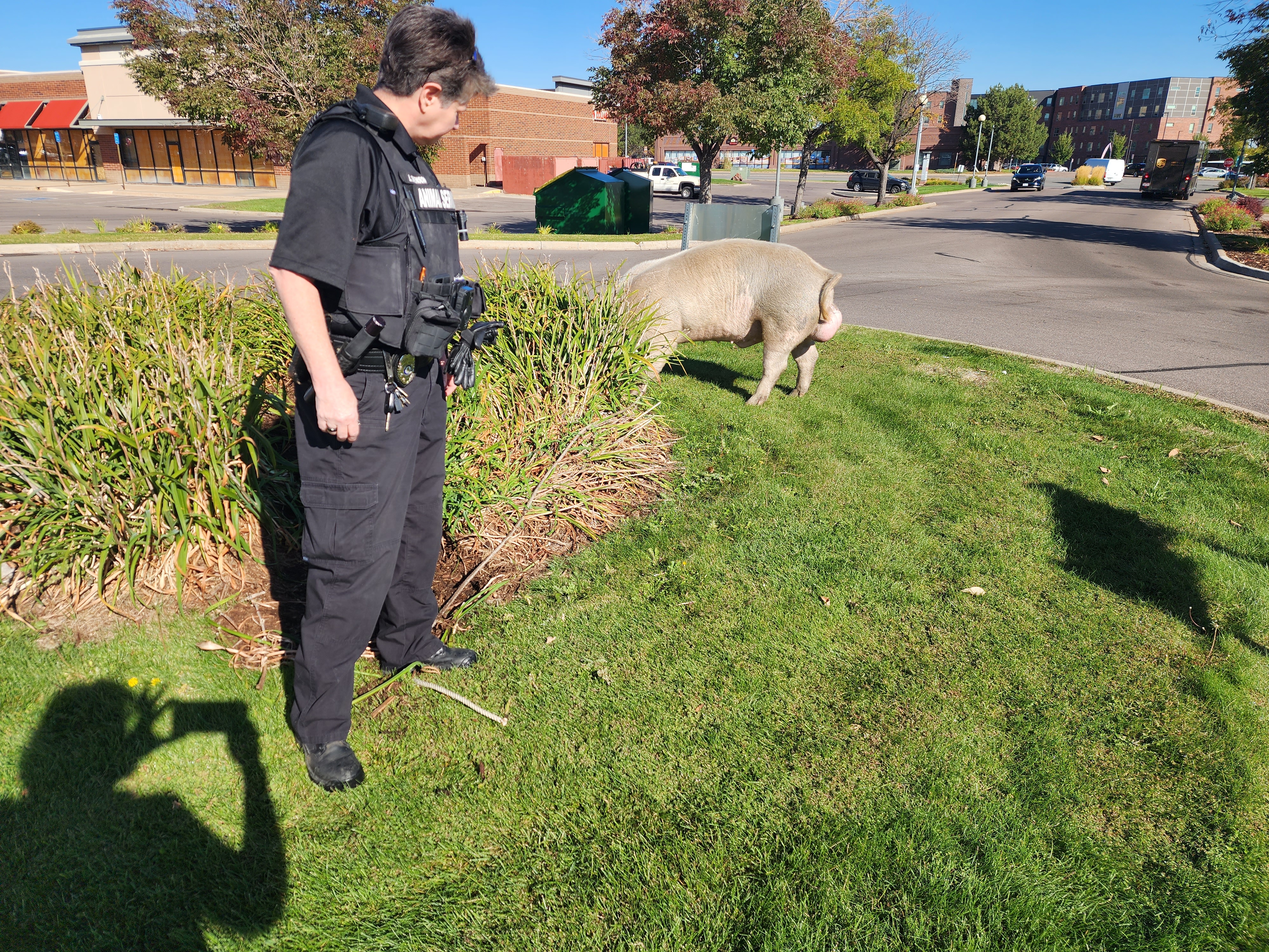 An animal services officer watches Fred, a 400-pound escaped pig, while officials attempt to bring him into captivity after four days on the loose. (Aurora Animal Services)