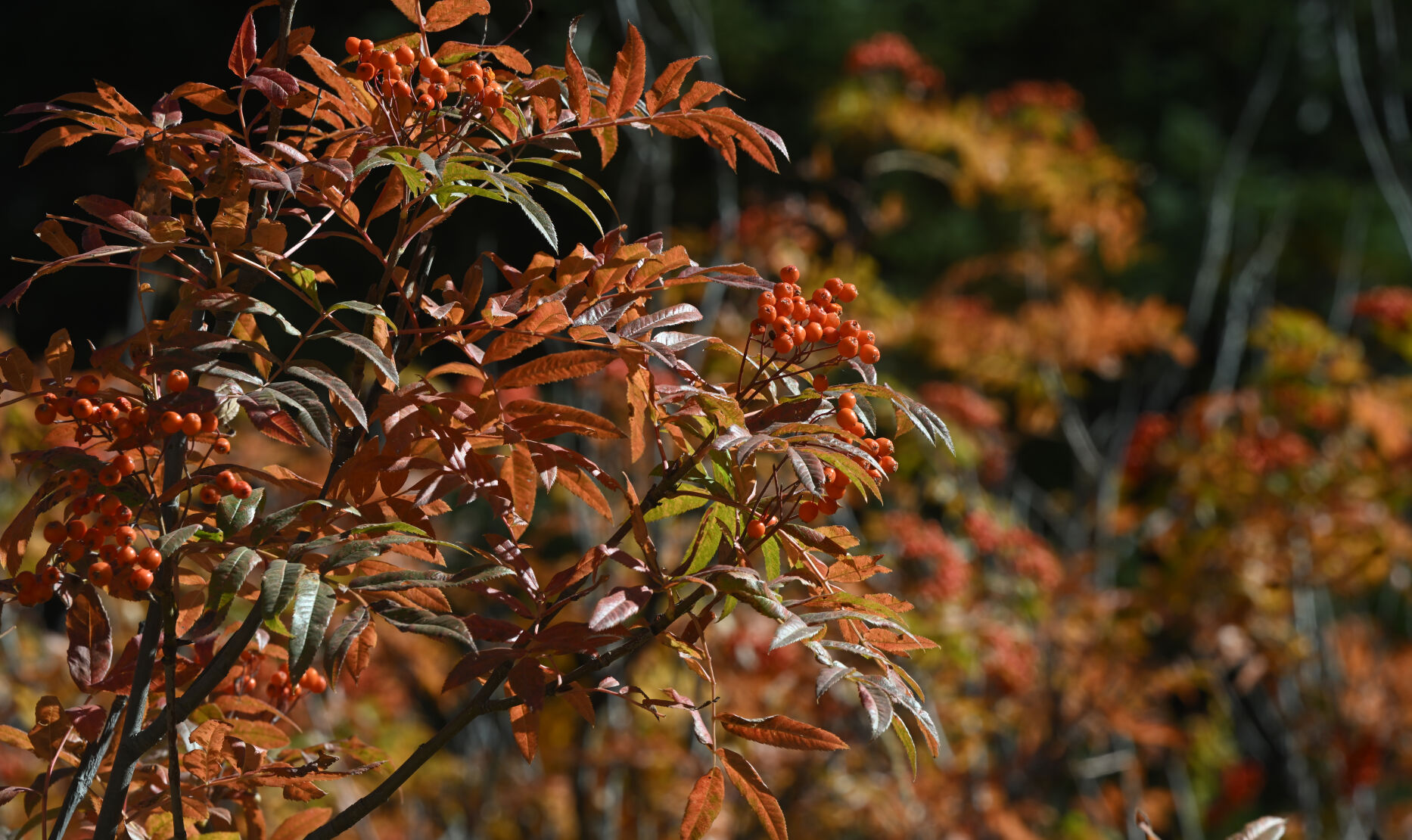 Mountain ash berries on Buffalo Pass near Steamboat Springs on Monday, Sept. 25, 2023. (Photo by Jerilee Bennett, The Gazette)