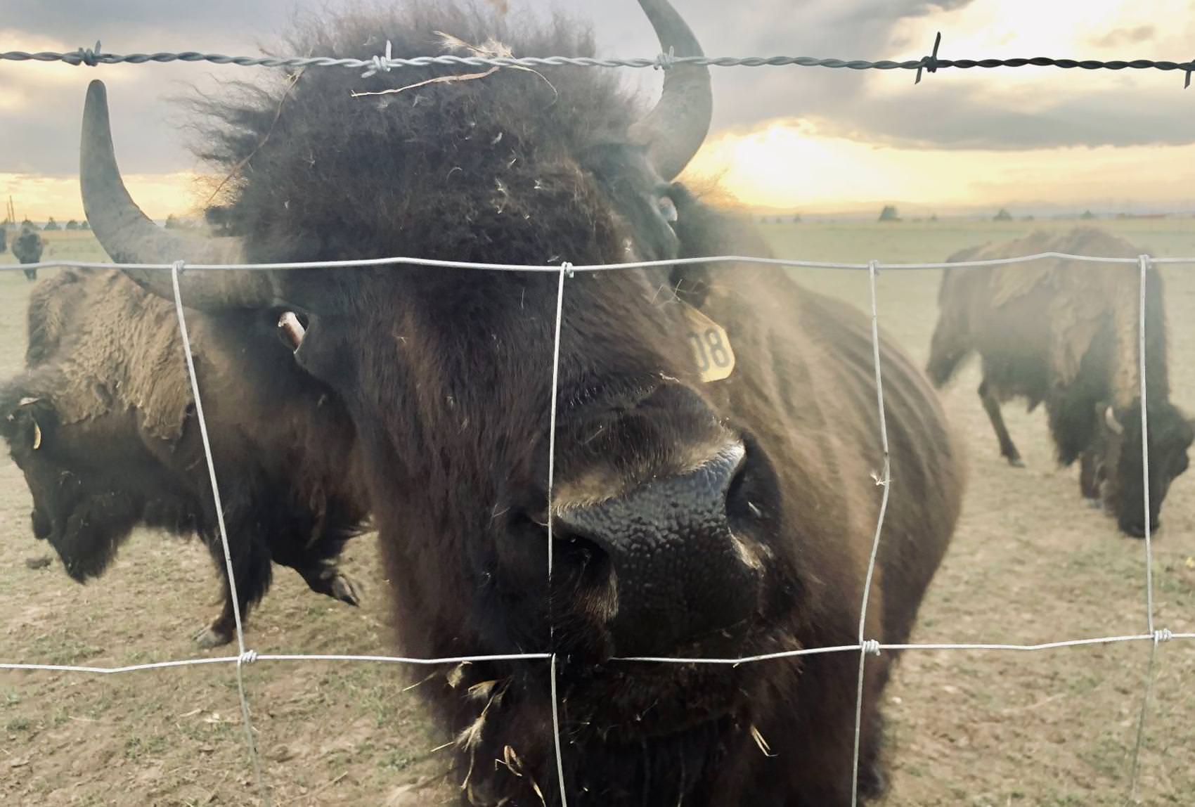 Colorado Buffalo Adventures in Elbert is where you can get close to a bison herd and learn about the buffalo’s importance to the American West. Photo Credit: Teresa Farney, The Gazette.