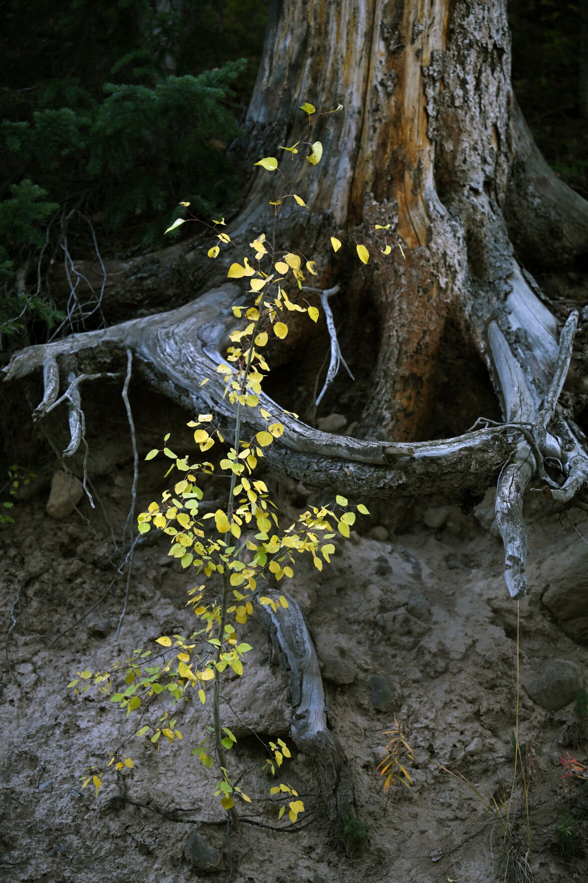 An eroded tree and a small aspen tree share the same space near Gould, Colorado, on Monday, Sept. 25, 2023. (Photo by Jerilee Bennett, The Gazette)