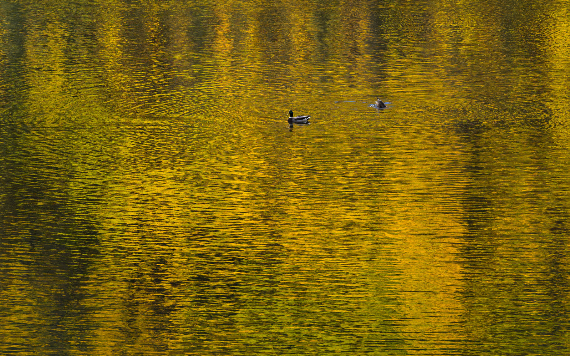 The turning aspens paint Alpine Lake near St. Elmo, Colo., yellow as a pair of mallard ducks search for food Saturday, Sept. 30, 2023. (The Gazette, Christian Murdock) (Christian Murdock/The Gazette)