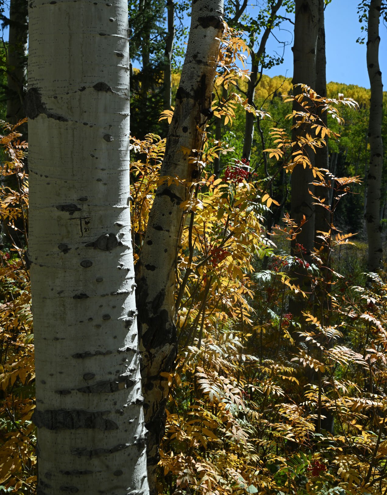 Fall colors in an aspen grove on Buffalo Pass on Buffalo Pass on Monday, Sept. 25, 2023. (Photo by Jerilee Bennett, The Gazette)