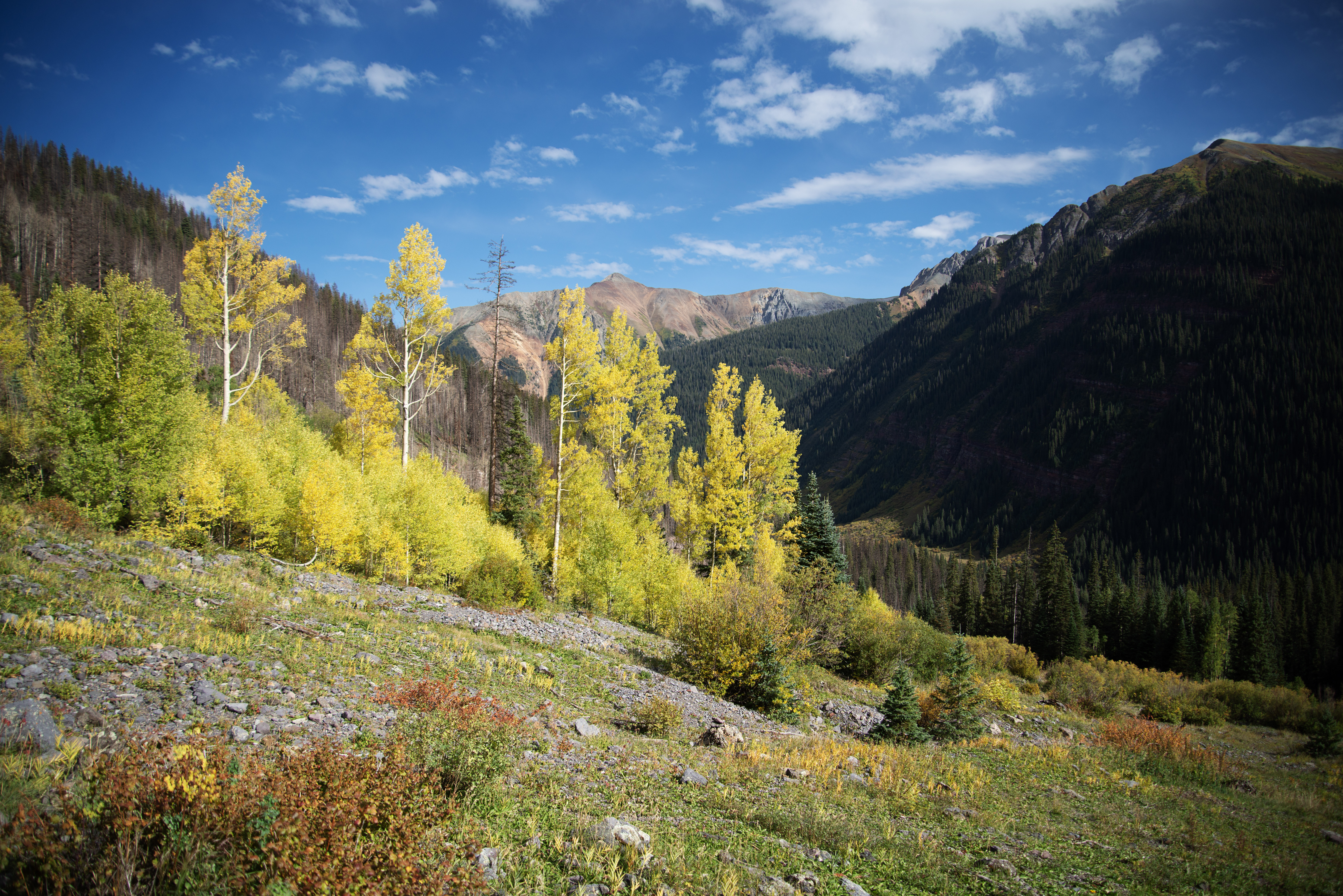 Aspens on the Ice Lakes Trail near Durango had turned a vibrant yellow by Sept. 23, 2023. (TomHellauerMultimedia Producertom.hellauer@denvergazette.comhttps://denvergazette.com/content/tncms/avatars/f/9e/622/f9e6228a-3b6b-11ed-bf10-fbb71fa8e421.f54b911252c540f1d61709edc4727a39.png)