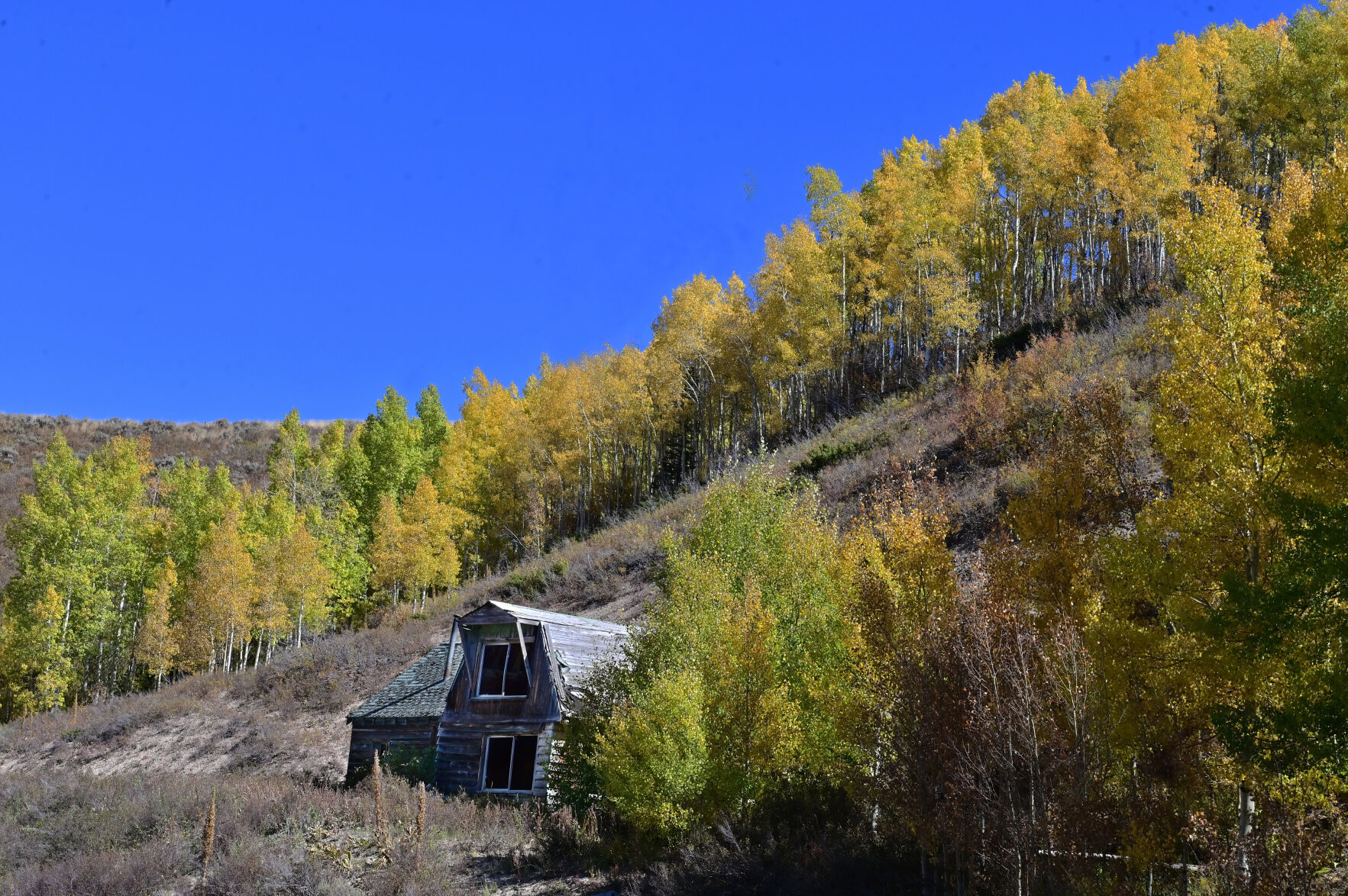 An old barn is framed by changing colors of the aspens on Monday, Sept. 25, 2023. (Photo by Jerilee Bennett, The Gazette)