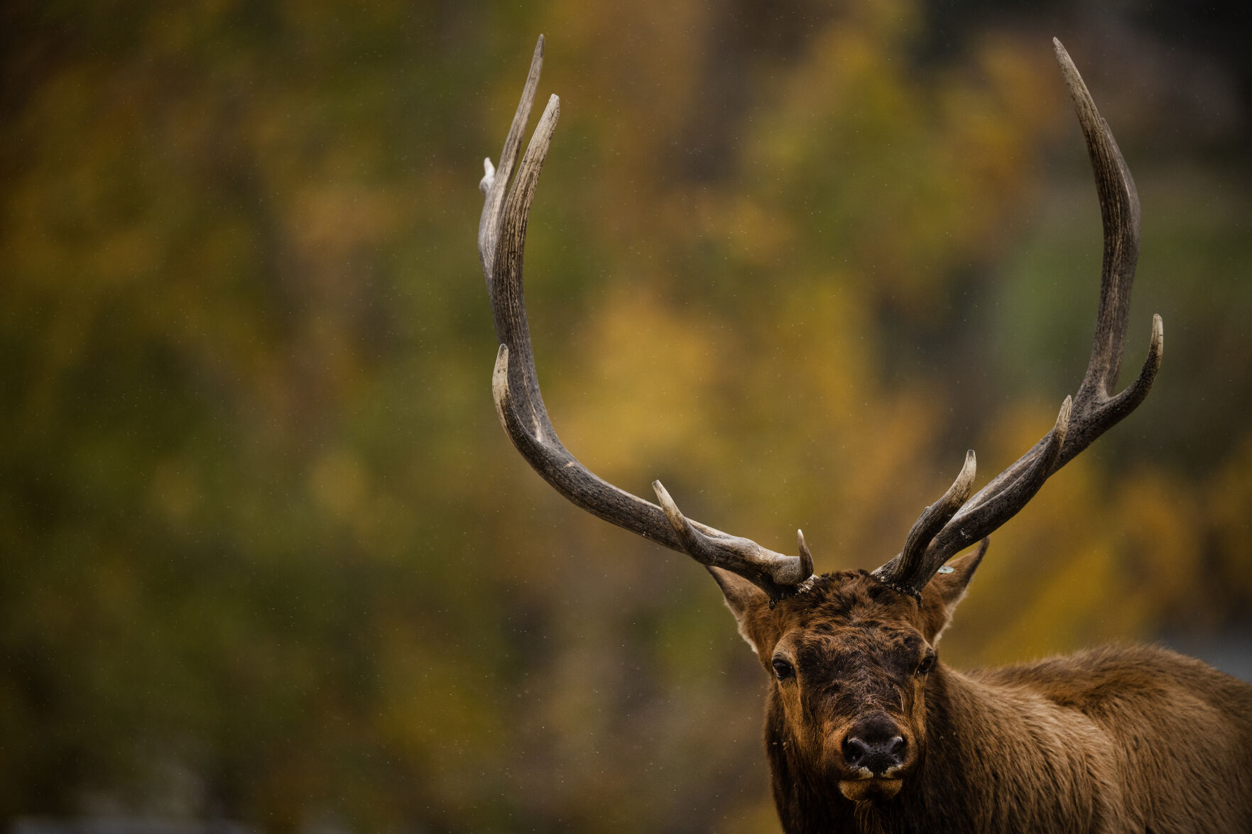 A bull elk as he follows his harem through parking lot at Lake Estes on Monday, Oct. 2, 2023, in Estes Park, Colo. (Timothy Hurst/Denver Gazette) (TimHursttim.hurst@gazette.comhttps://secure.gravatar.com/avatar/aca82bd62b4ee425c598527cd6faa1b1?d=mm&r=g)