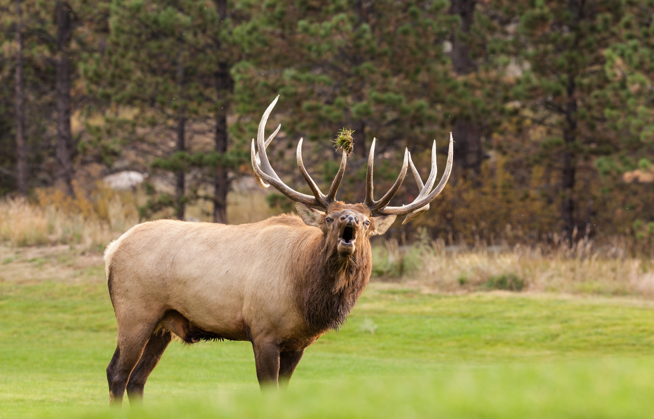 Photo Credit: twildlife (iStock). (twildlife)