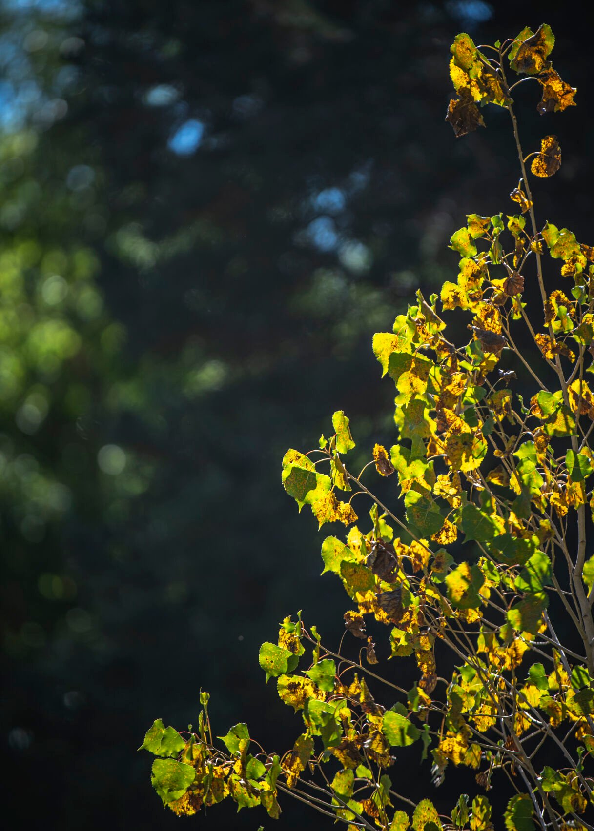 The Peace Tree to be planted is a young cottonwood. Ute Ute spiritual leader Larry Cesspooch explained why they were planting specifically a cottonwood: “It is the one we use in our sacred sun dances; it is the tree of life.” (Gabi Broekema, The Gazette) (Gabi Broekema)