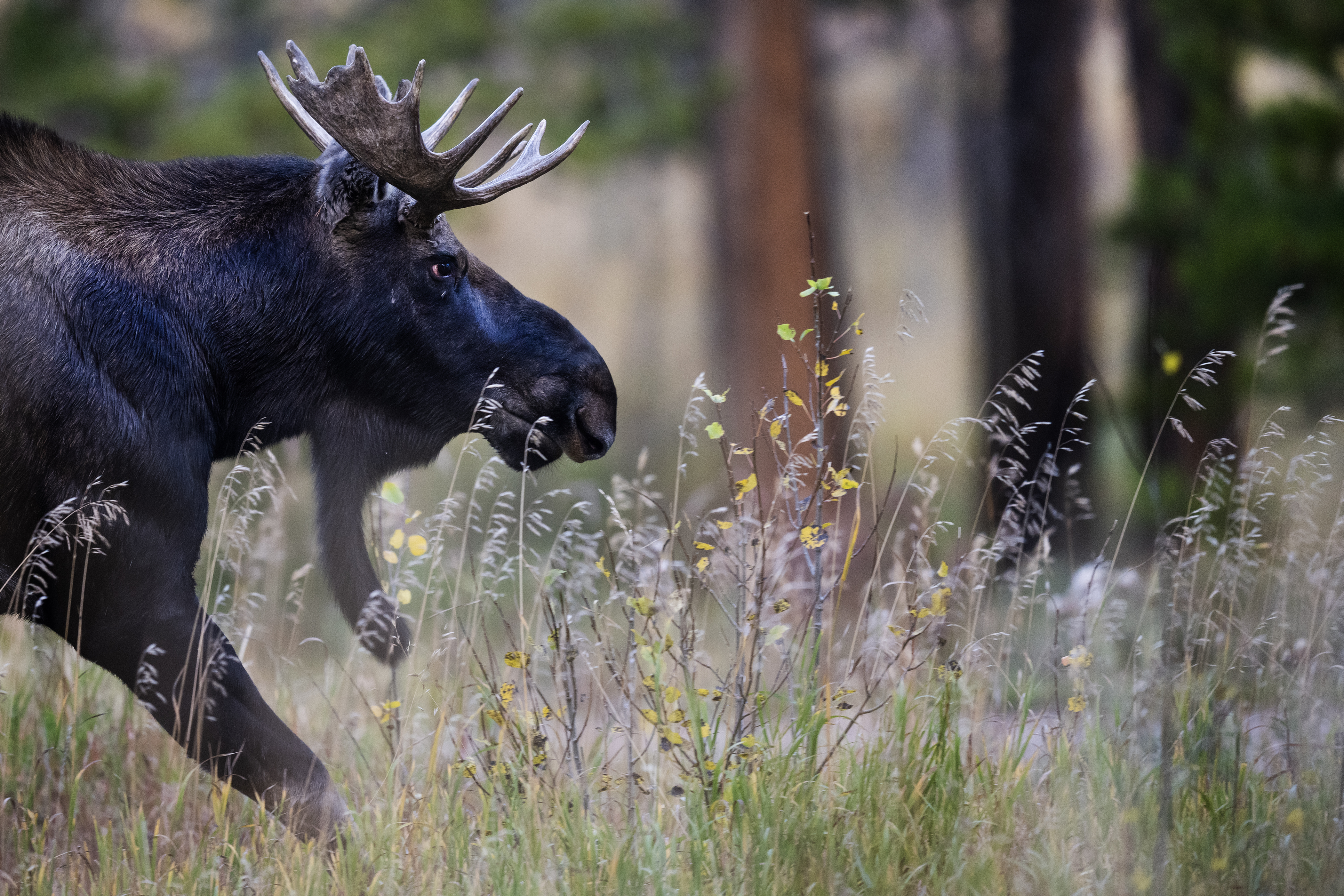 A bull moose runs alongside Highway 7 early Monday morning, Oct. 2, 2023, outside Estes Park, Colo. (Timothy Hurst/Denver Gazette) (TimHursttim.hurst@gazette.comhttps://secure.gravatar.com/avatar/aca82bd62b4ee425c598527cd6faa1b1?d=mm&r=g)